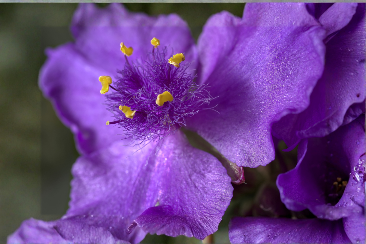 Ecuador Purple Princess Glory Bush Live Starter Plant – Tibouchina lepidota 'Grandifolia'