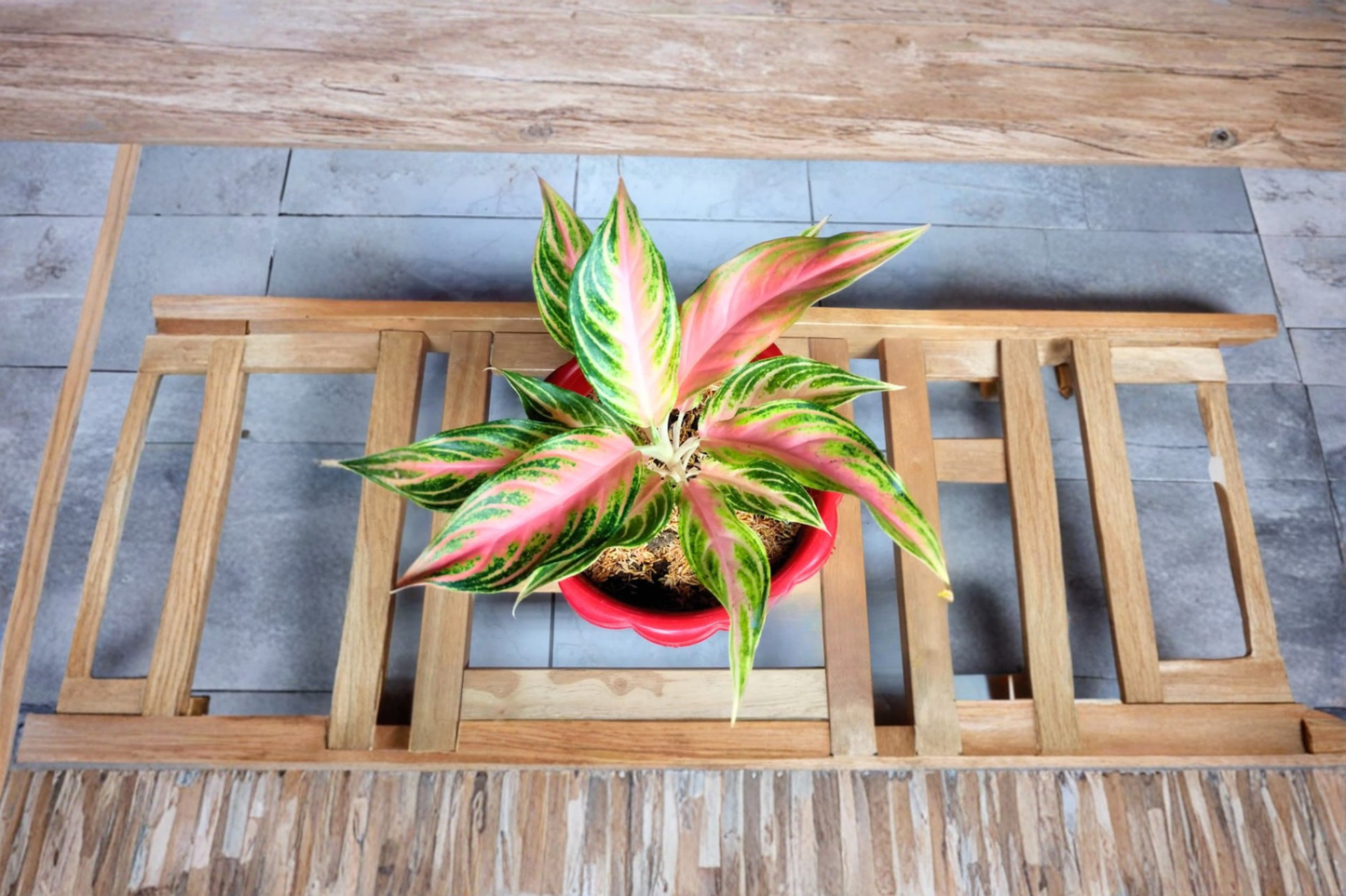 Aglaonema Panama Pink Live Plant Variegated Chinese Evergreen Tropical Indoor Starter Houseplant Gift
