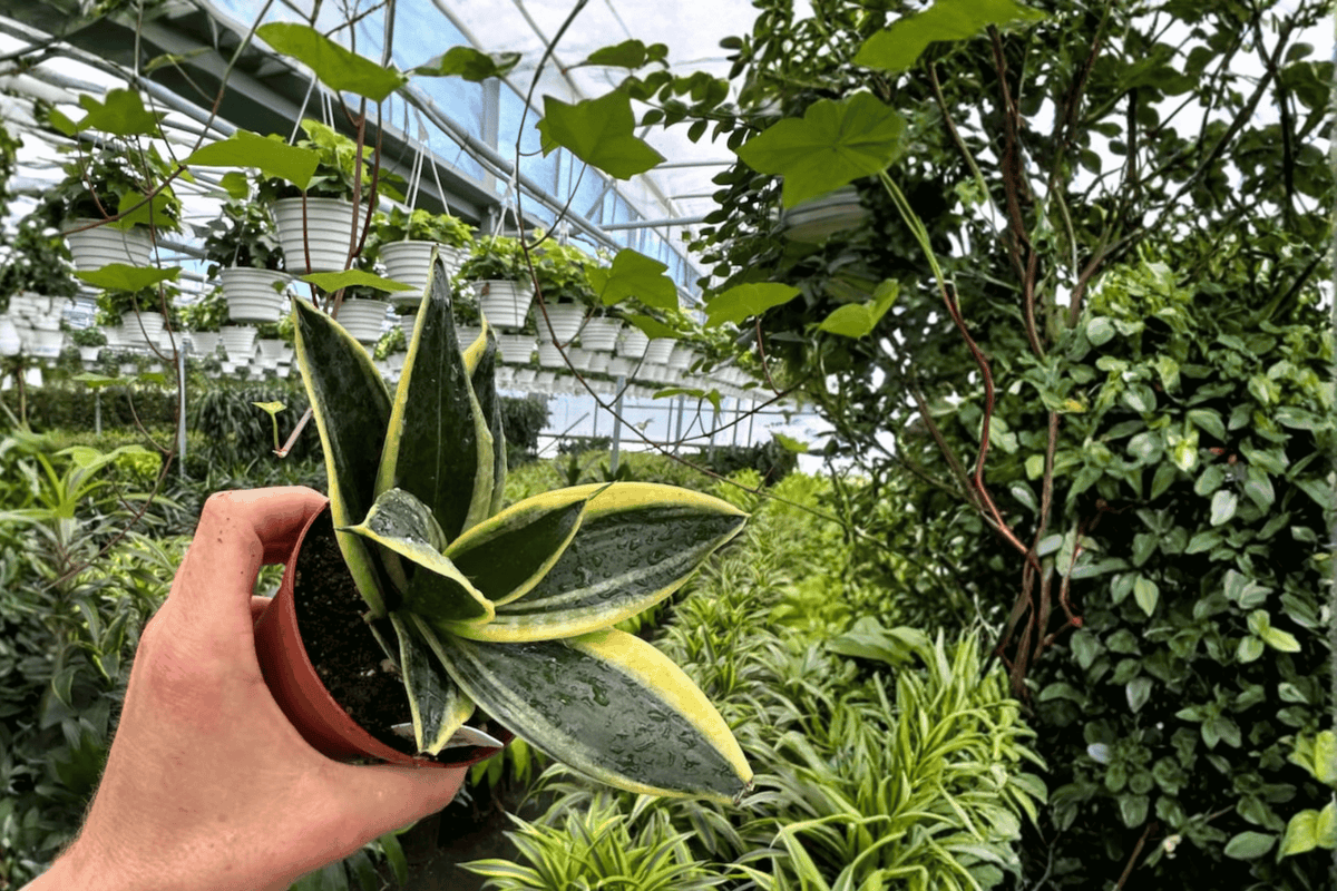 2 Sansevieria Marginata Jade Live Plants – 4” Pot – Snake Plant