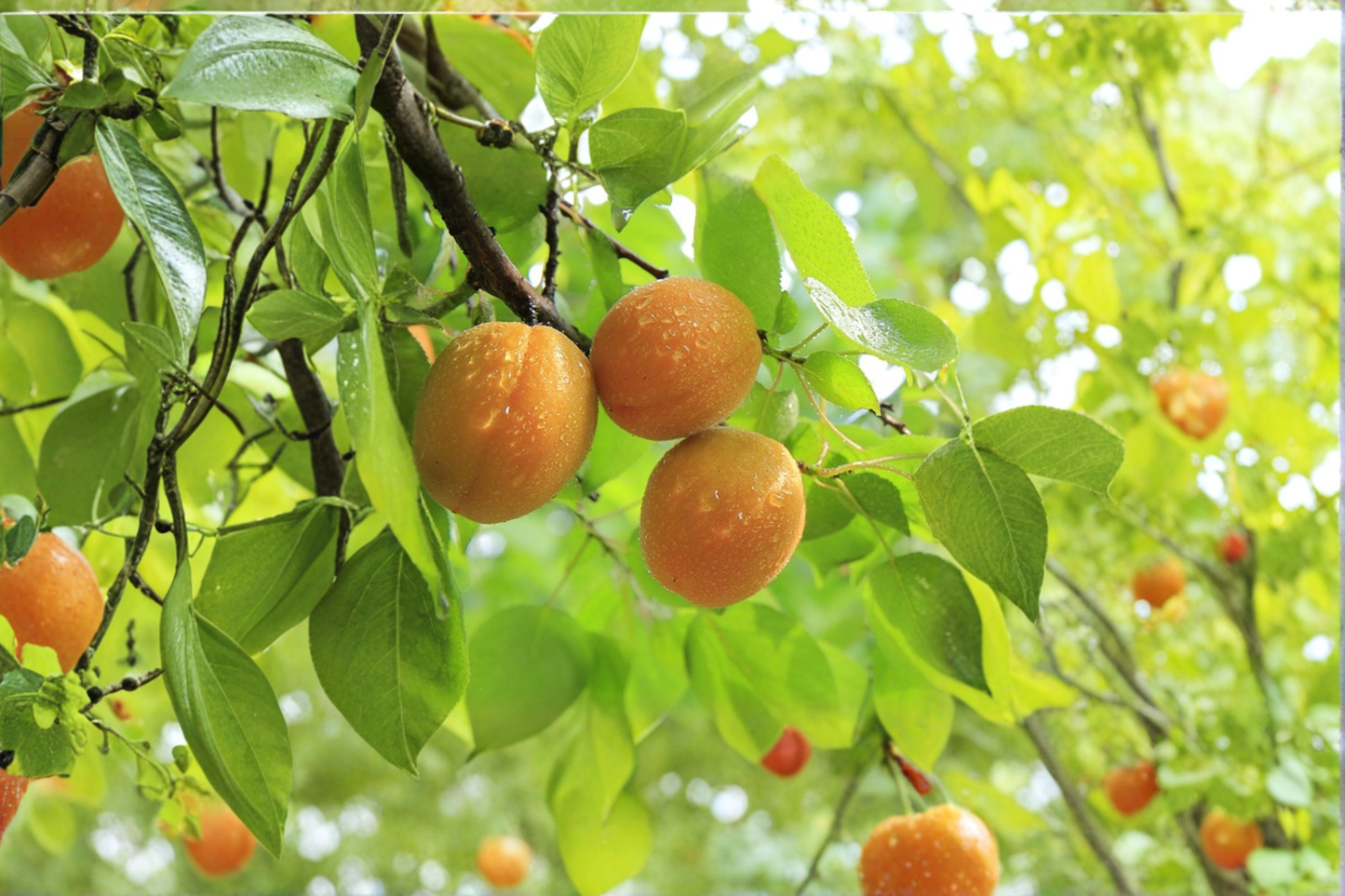 Tilton Apricot Tree 4-6 ft Live Plant – Prunus armeniaca Fruit Tree for Home Orchard Garden Outdoor Planting