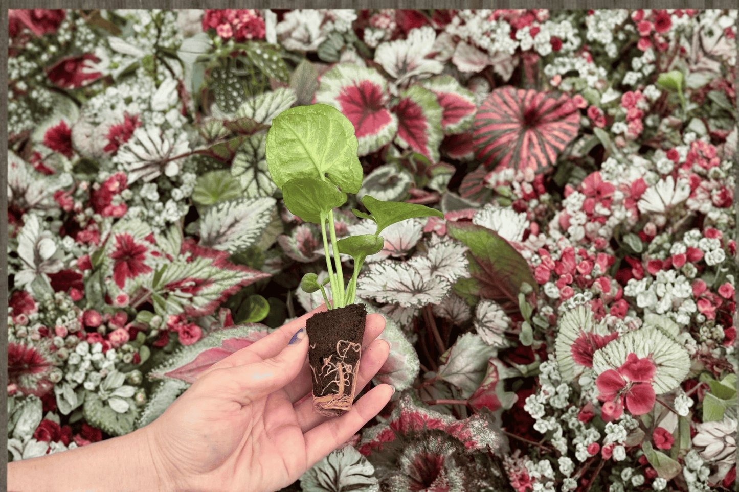 Syngonium Bob’s Allusion 2 Starter Live Plants – Syngonium ‘Bob’s Allusion’