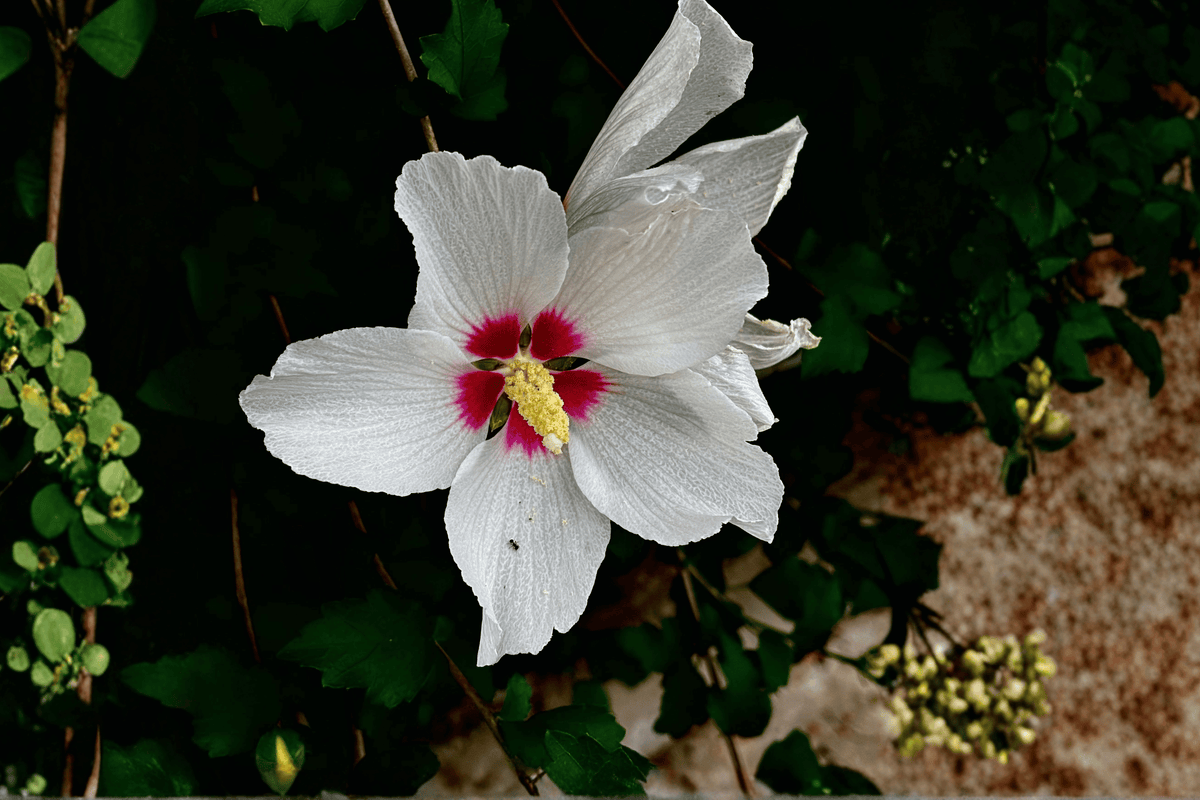 Lil' Kim Rose of Sharon 1 Live Shrub, 2 Gallon – Hibiscus syriacus ‘Lil' Kim’