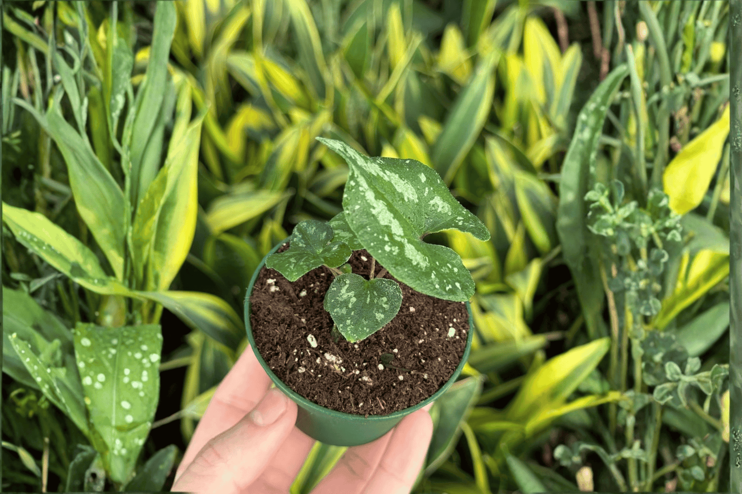 Quicksilver Wild Ginger 2 Live Starter Plants – 2-Inch Starter Size – Asarum splendens 'Quicksilver'