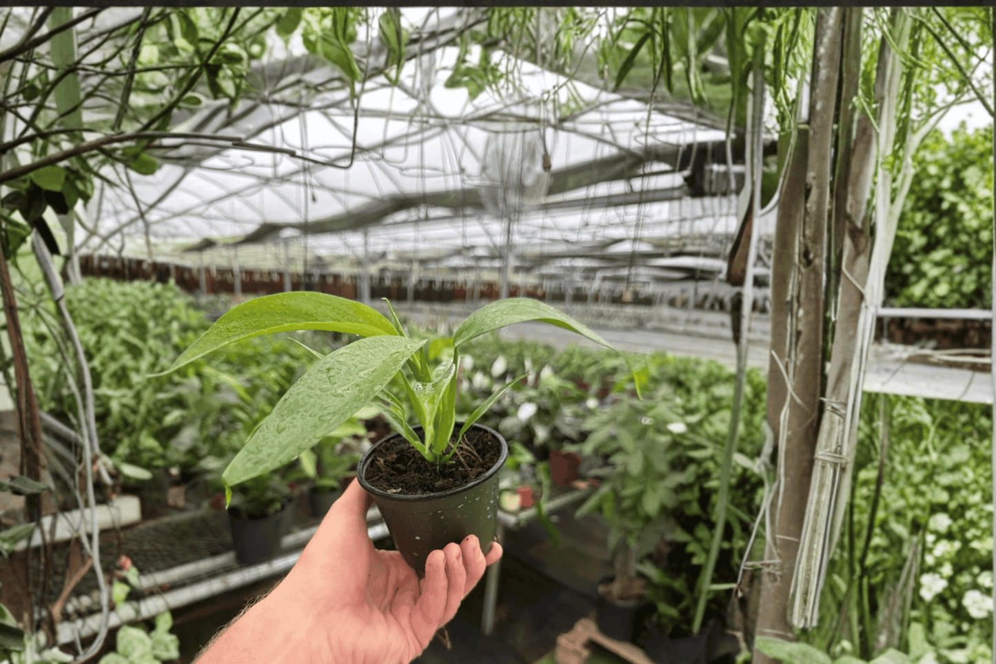 2 Philodendron panduriforme Live Plants in 4-Inch Pots – Philodendron panduriforme