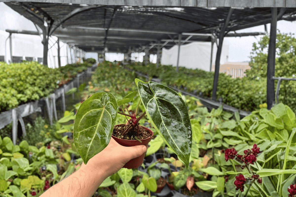 Anthurium Crystal × Papi Golden 2 Exact Live Plants – 4” Size