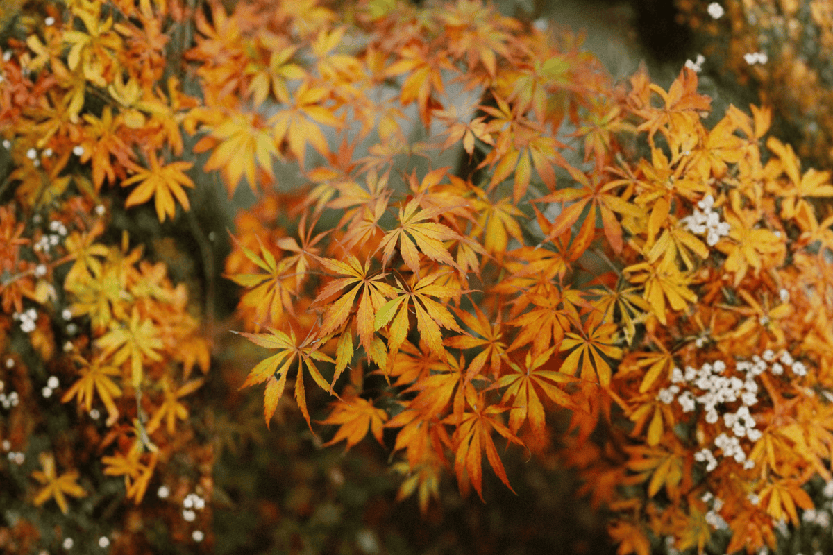 Sango-kaku Coral Bark Japanese Maple – 1 Live Tree, 1-Gallon Size – Acer palmatum ‘Sango-kaku’