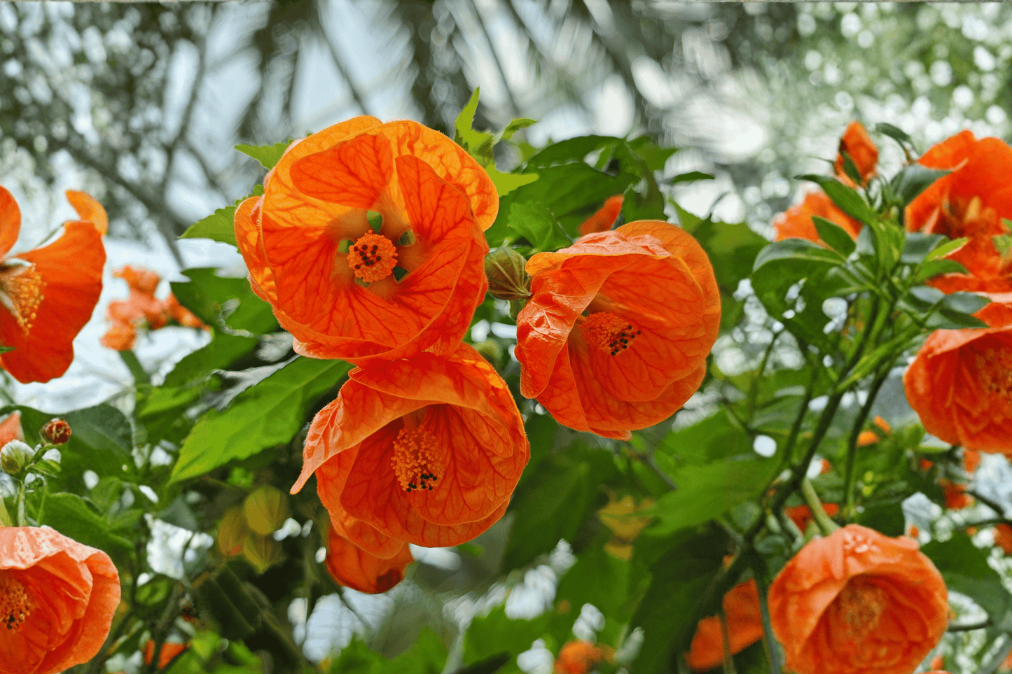 Lucky Lantern Tangerine Flowering Maple 1 Live Plant – 4-Inch Pot – Abutilon ‘Lucky Lantern Tangerine’