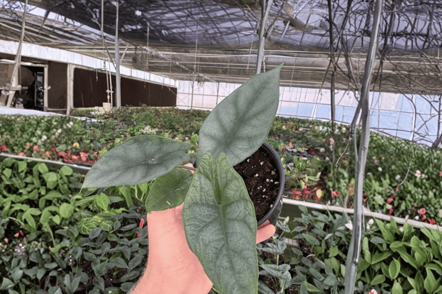 2 Alocasia 'Silver Wings' (Scalprum × Silver Dragon) Live Plants in 4-Inch Pots