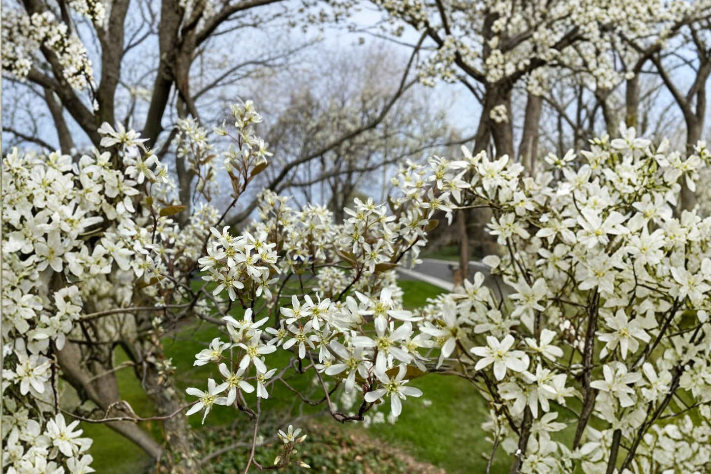 Autumn Brilliance Serviceberry Live Plant 4 Inch Pot – Amelanchier Shrub with Fall Color and Spring Flowers