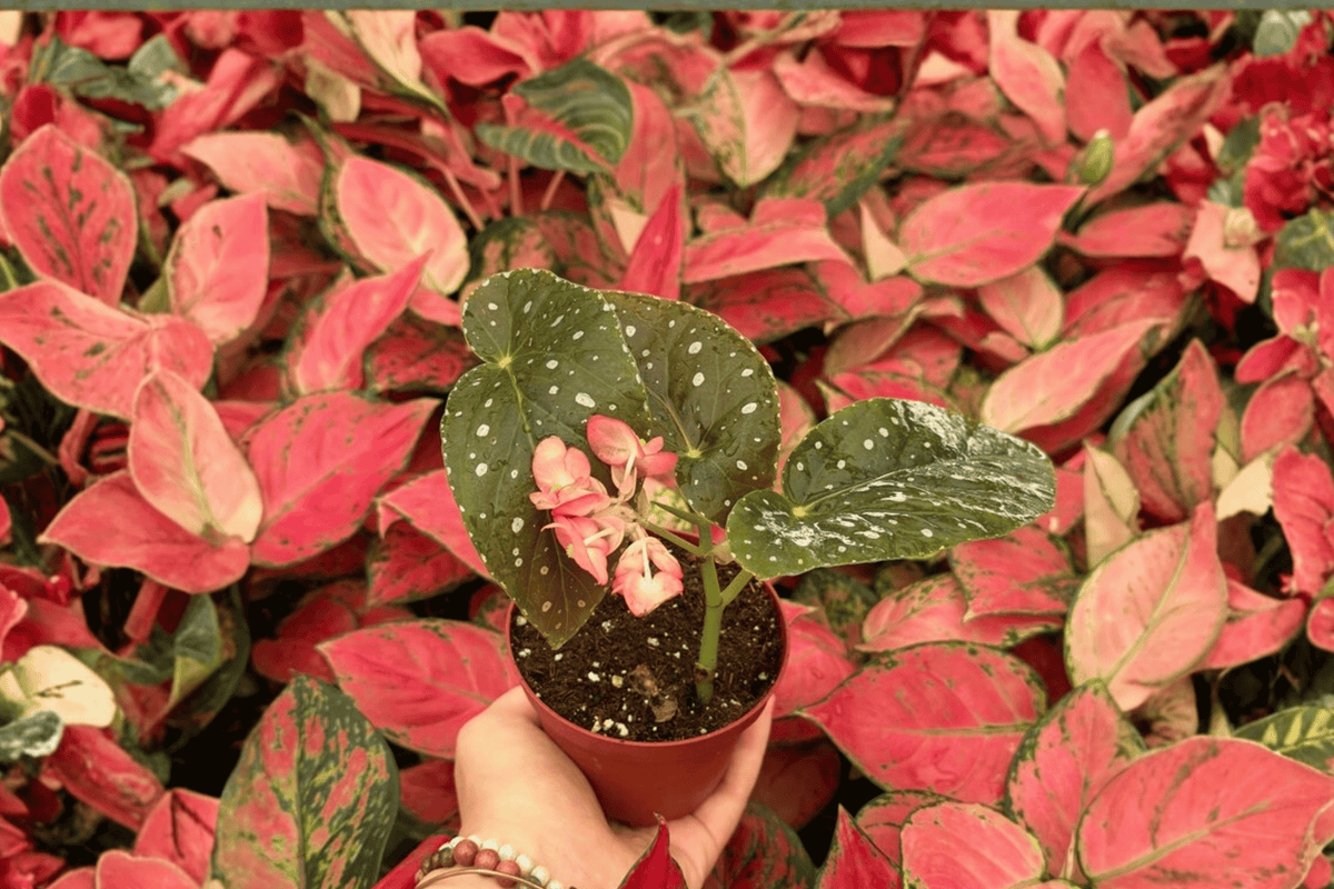 Begonia Harmony’s Angel Messenger 2 Exact Live Plants – 4” Size Bare Root