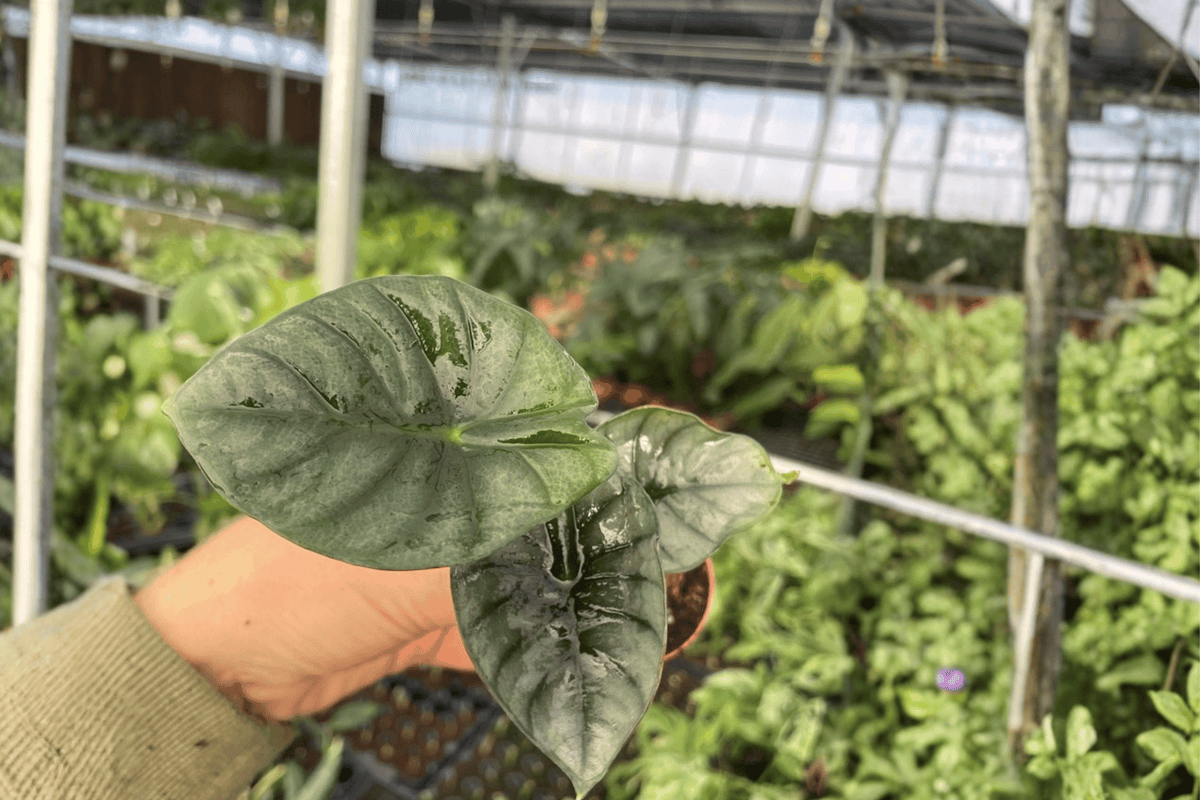 2 Alocasia Nebula Imperialis Starter Plants – Alocasia nebula ‘Imperialis’