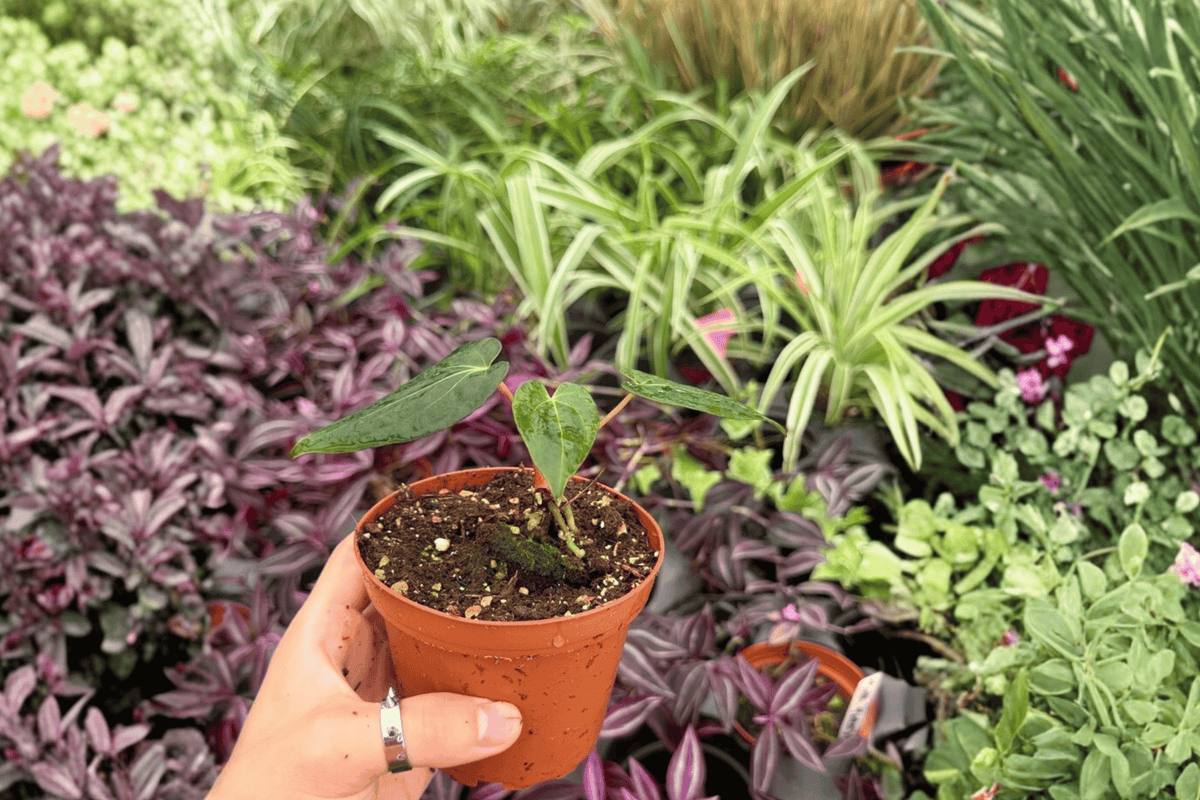 2 Exact Plant Anthurium FS x Blue Papi – Specific 4” Pot