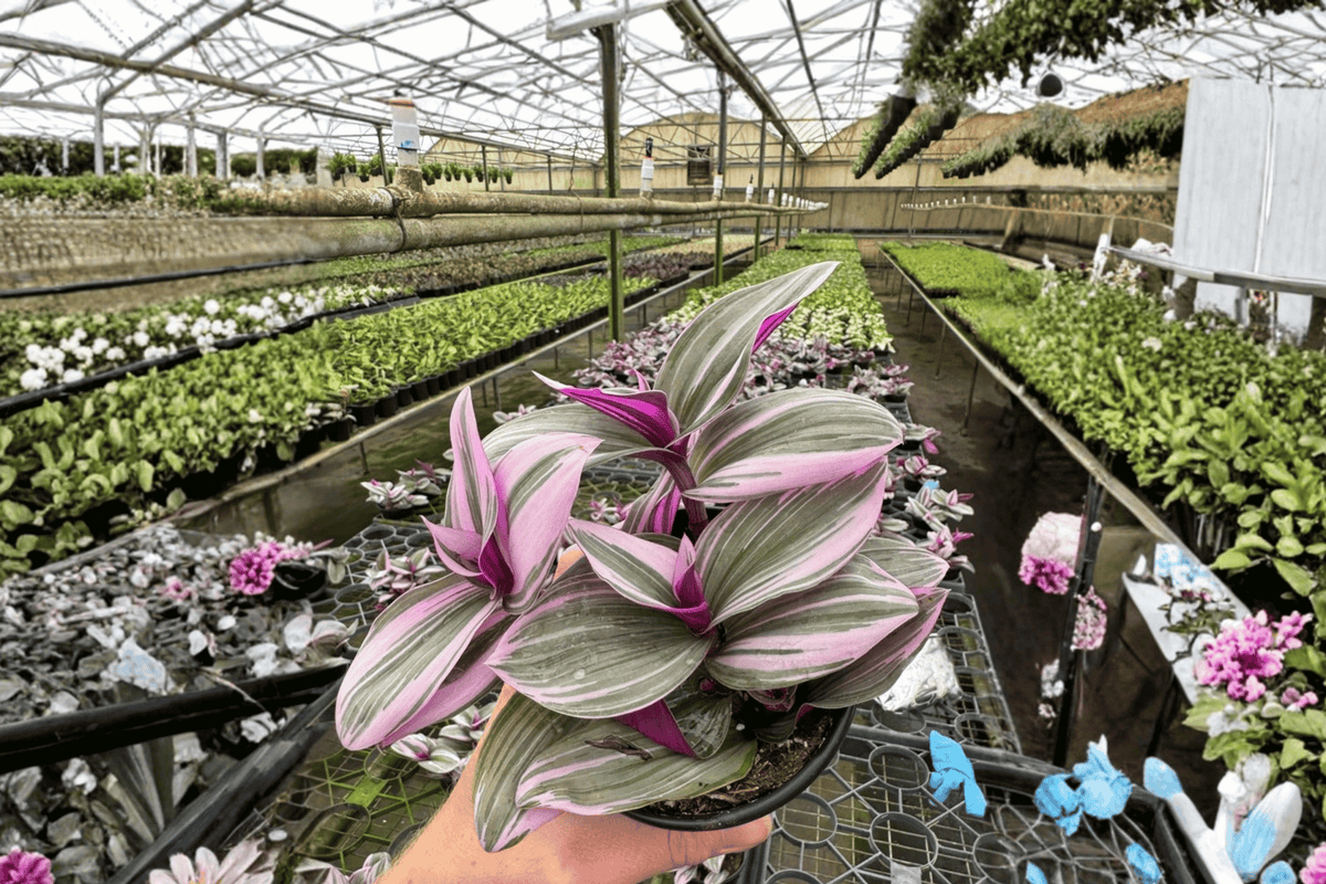 Tradescantia Nanouk 2 Live Plants – Tradescantia ‘Nanouk’ 4” Size Bare Root
