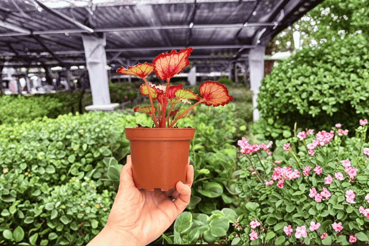 Begonia Harmony’s Gift Wrap 2 Exact Live Plants – Begonia ‘Harmony’s Gift Wrap’ 4” Size Bare Root