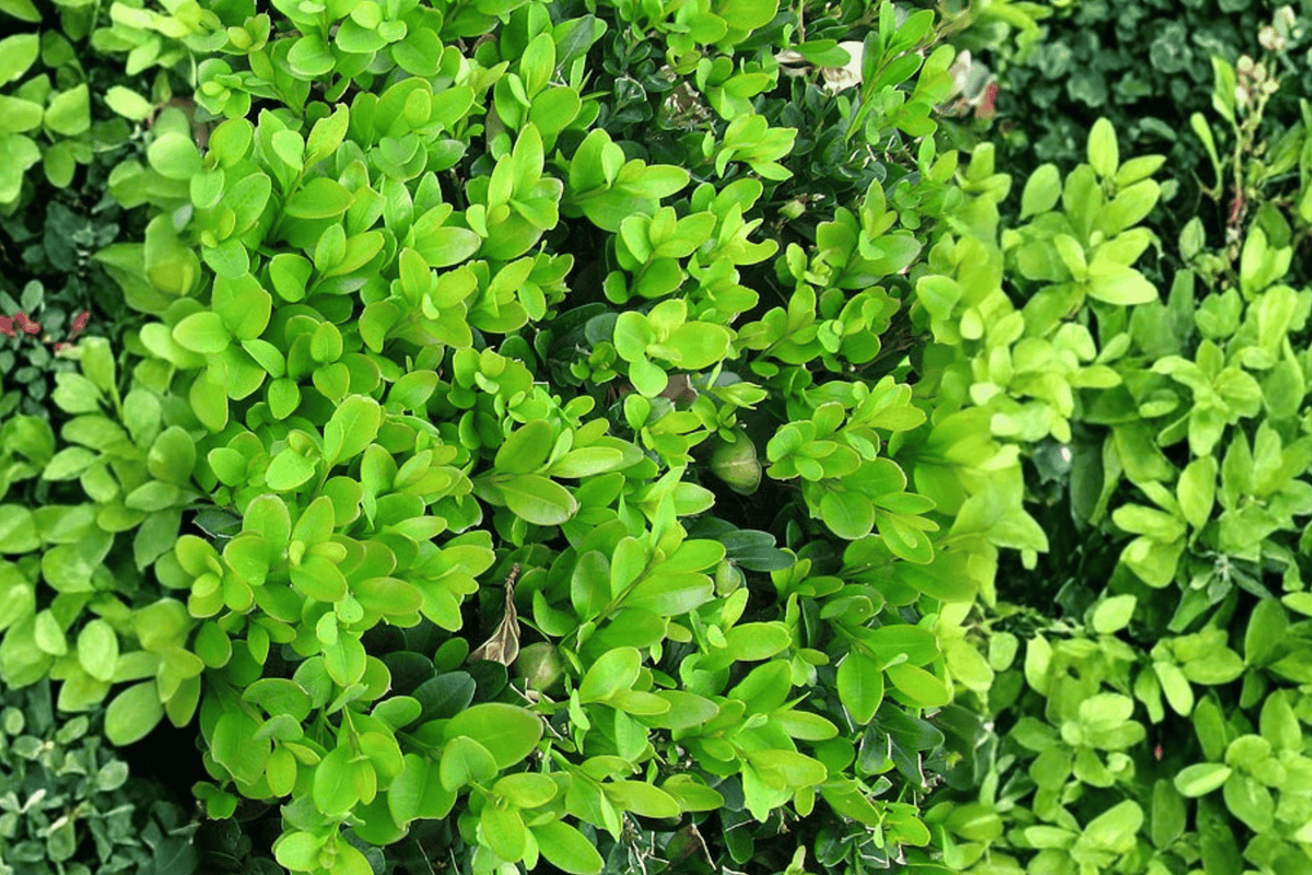 Green Mountain Boxwood 1 Live Evergreen Shrub – Buxus ‘Green Mountain’ – 1 Quart Pot