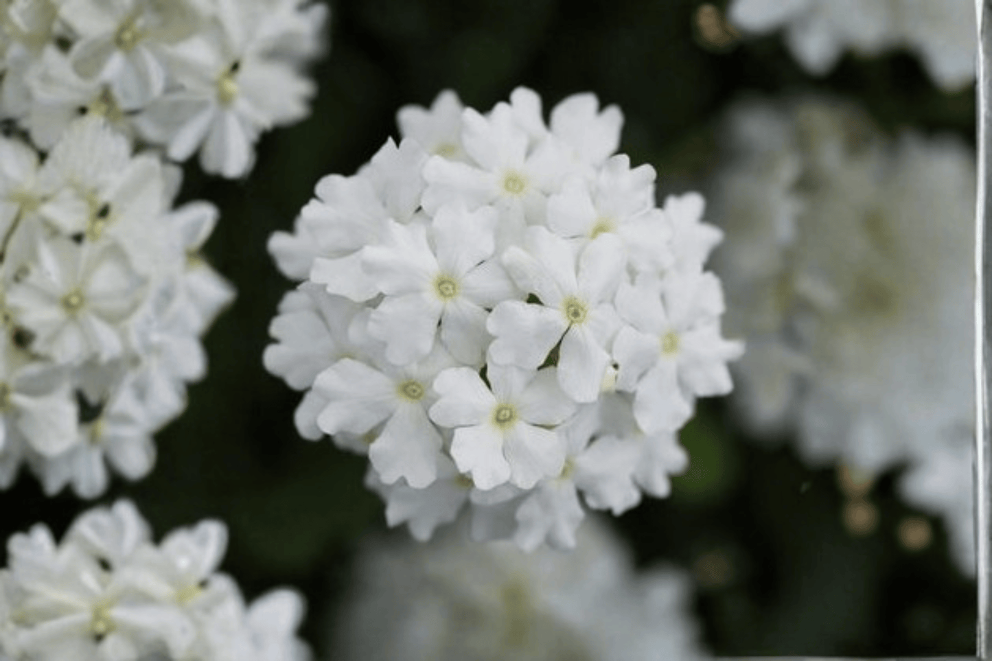 Vanessa White Garden Verbena Live Plant – 4-Inch Pot – Verbena × hortensis 'Vanessa White'