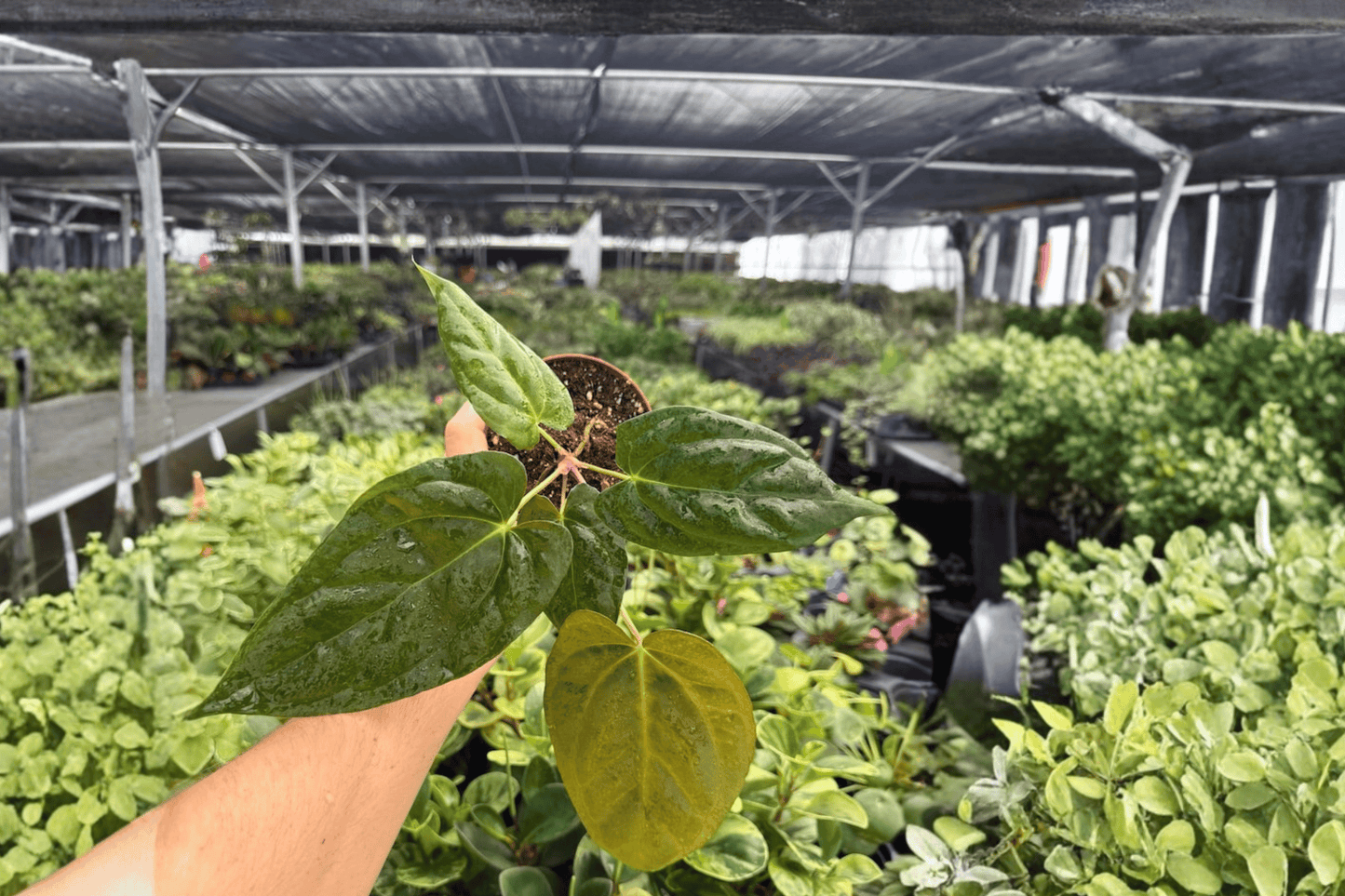 Anthurium Goliath x Darkest Panama 2 Exact Live Plants – 4-Inch Pots