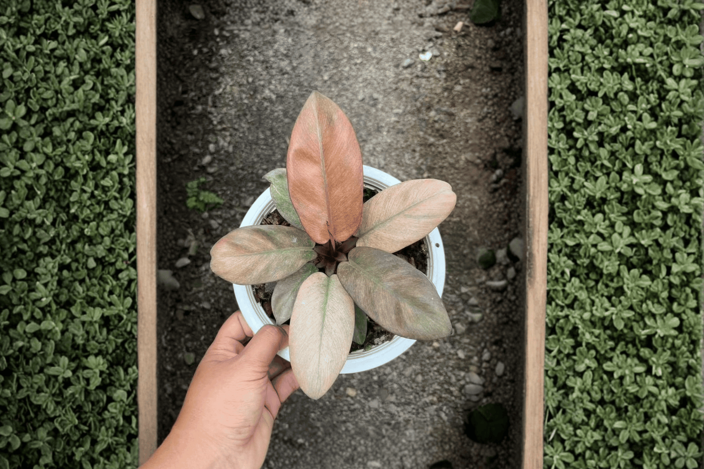 2 Philodendron Black Cardinal Mint Variegated Tissue Culture Plants – Bare Root