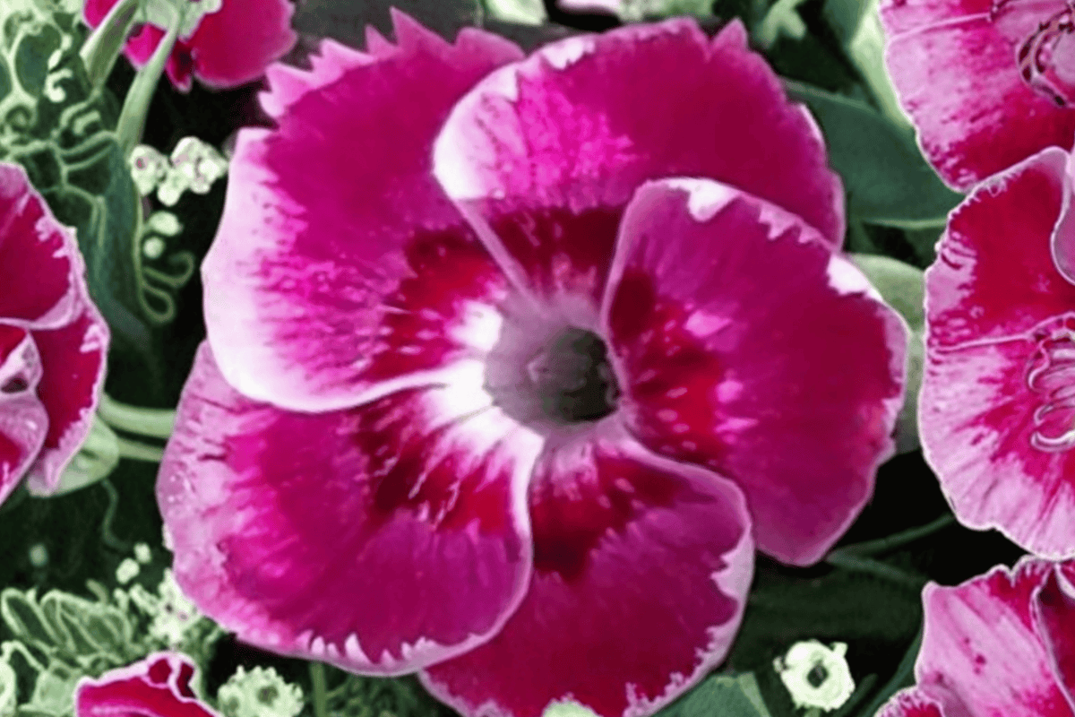 EverBloom Strawberry Tart Pinks 1 Live Plant – Dianthus ‘Everbloom Strawberry Tart’ – Quart Pot