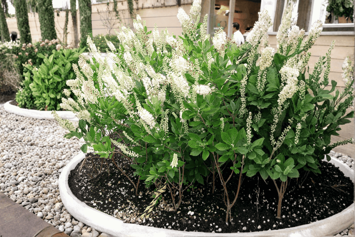 Sixteen Candles Summersweet 1 Live Plant – Clethra alnifolia ‘Sixteen Candles’ – 3 Gallon Pot