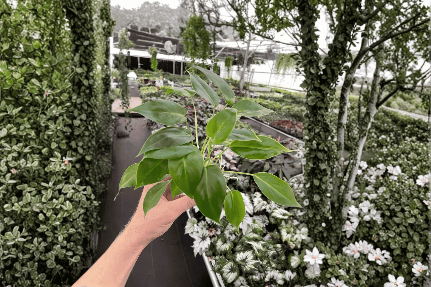 2 Philodendron Burle Marx Live Starter Plants – Bare Root