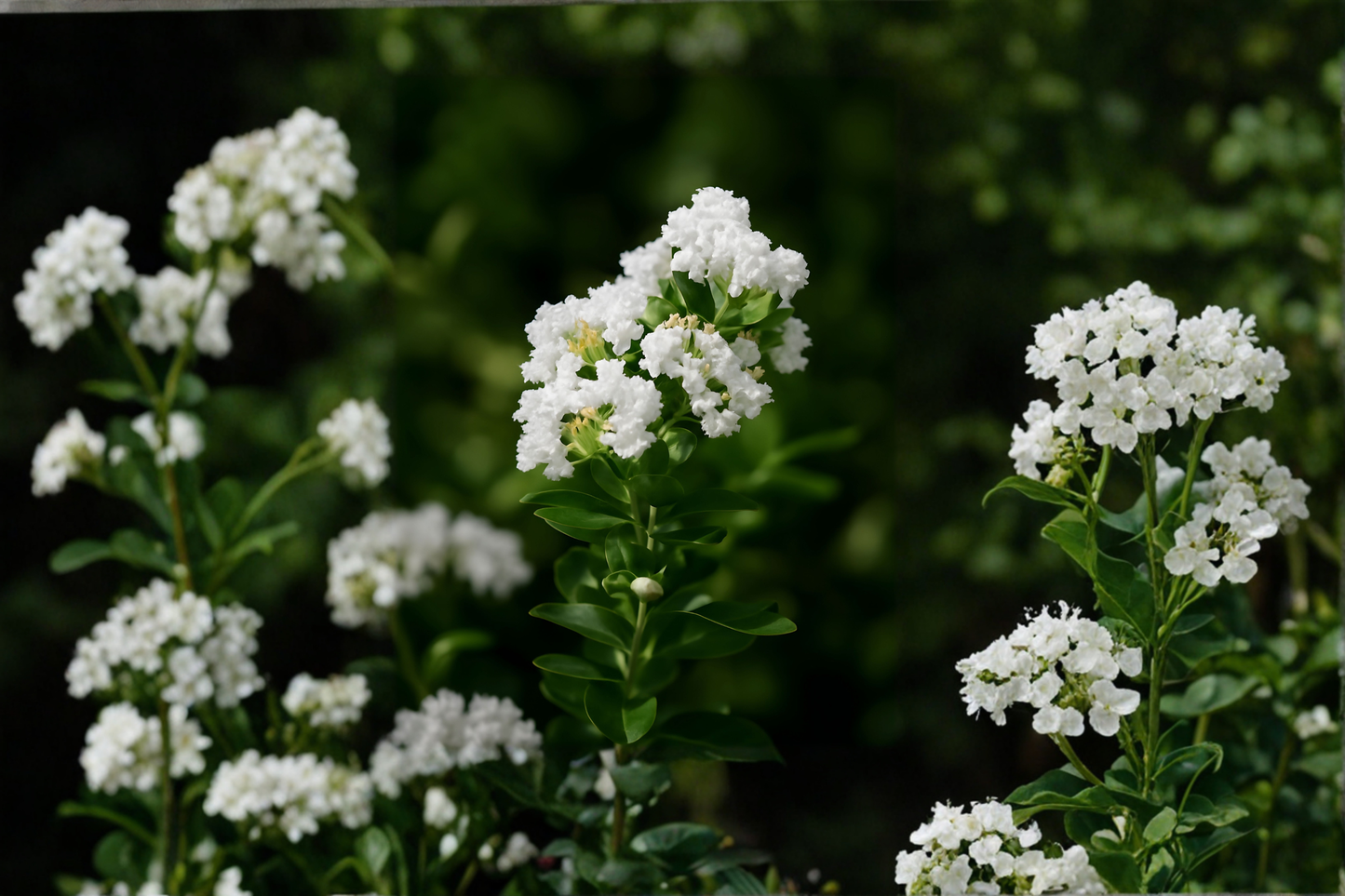 Sarahs Favorite Crepe Myrtle Live Sapling 14-24 Inch Multi Stem Plant 1/2 Gallon Pot Pink Summer Blooms Free Shipping
