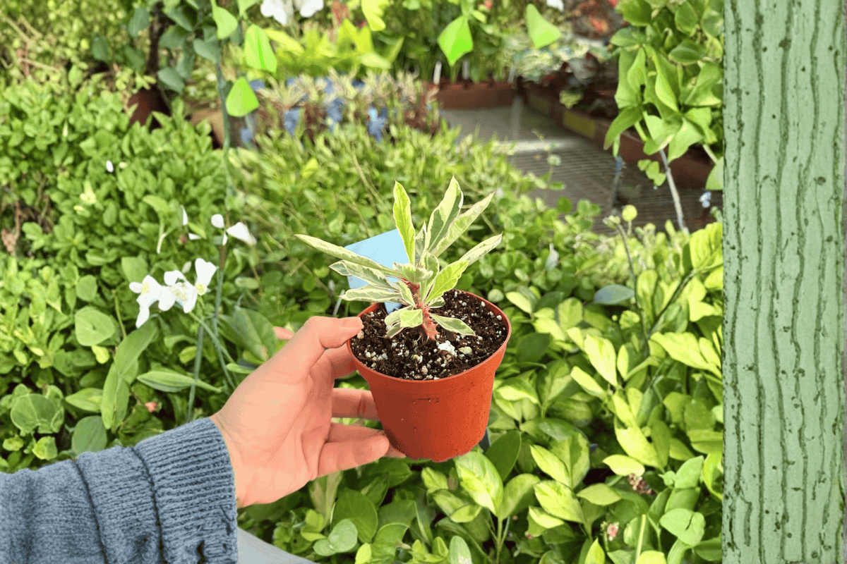 Variegated Crown of Thorns 2 Live Plants – 4-Inch Pots – Euphorbia milii