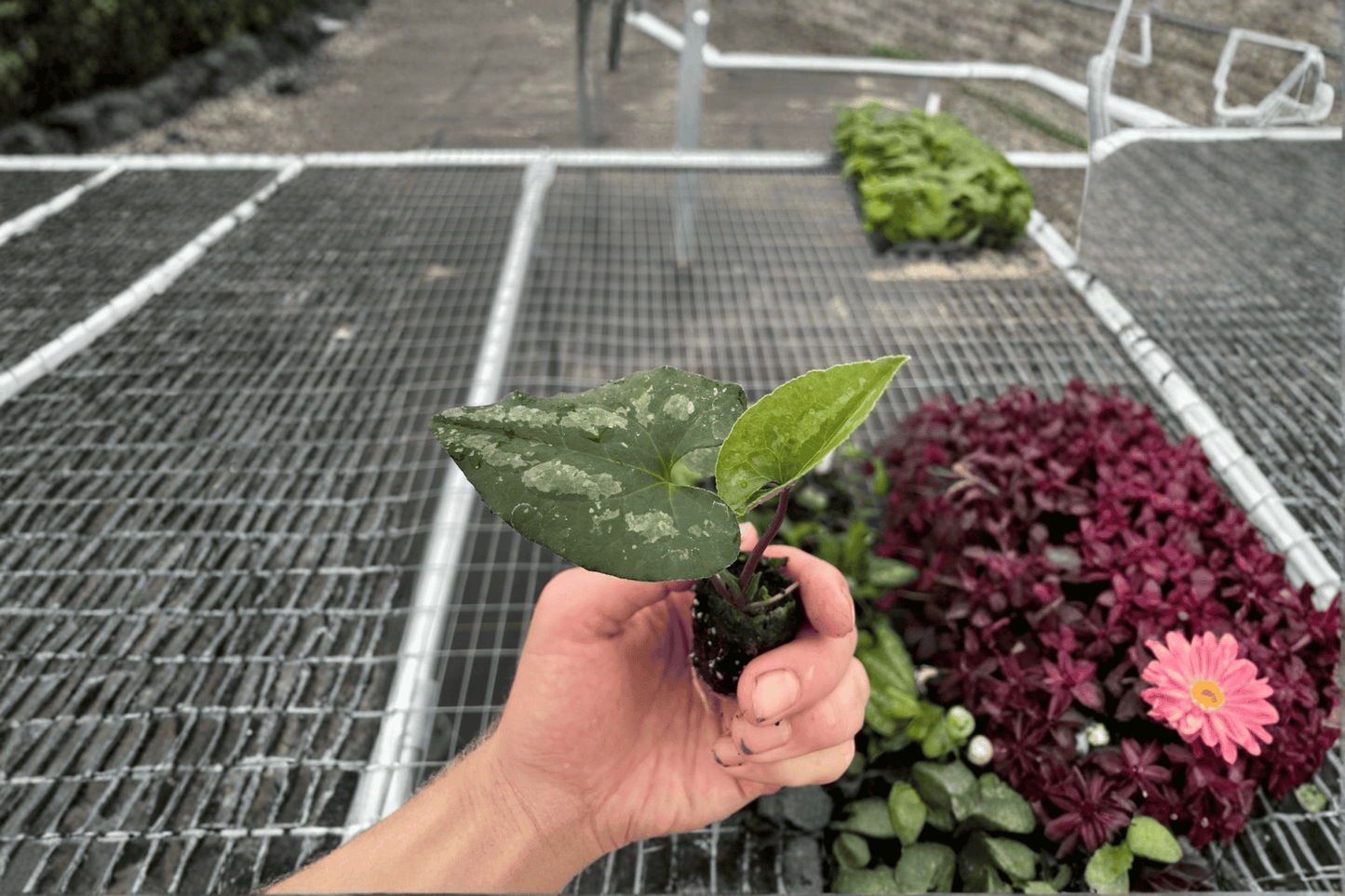 2 Asarum splendens 'Quicksilver' Starter Plants Bare Root – Asarum splendens 'Quicksilver'
