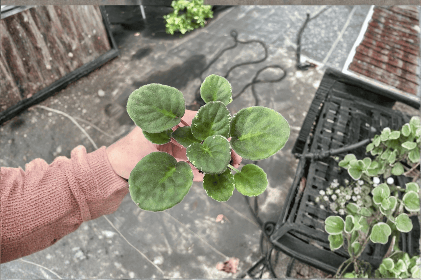 Lyon’s Private Dancer African Violet 2 Starter Live Plants – Streptocarpus ionanthus