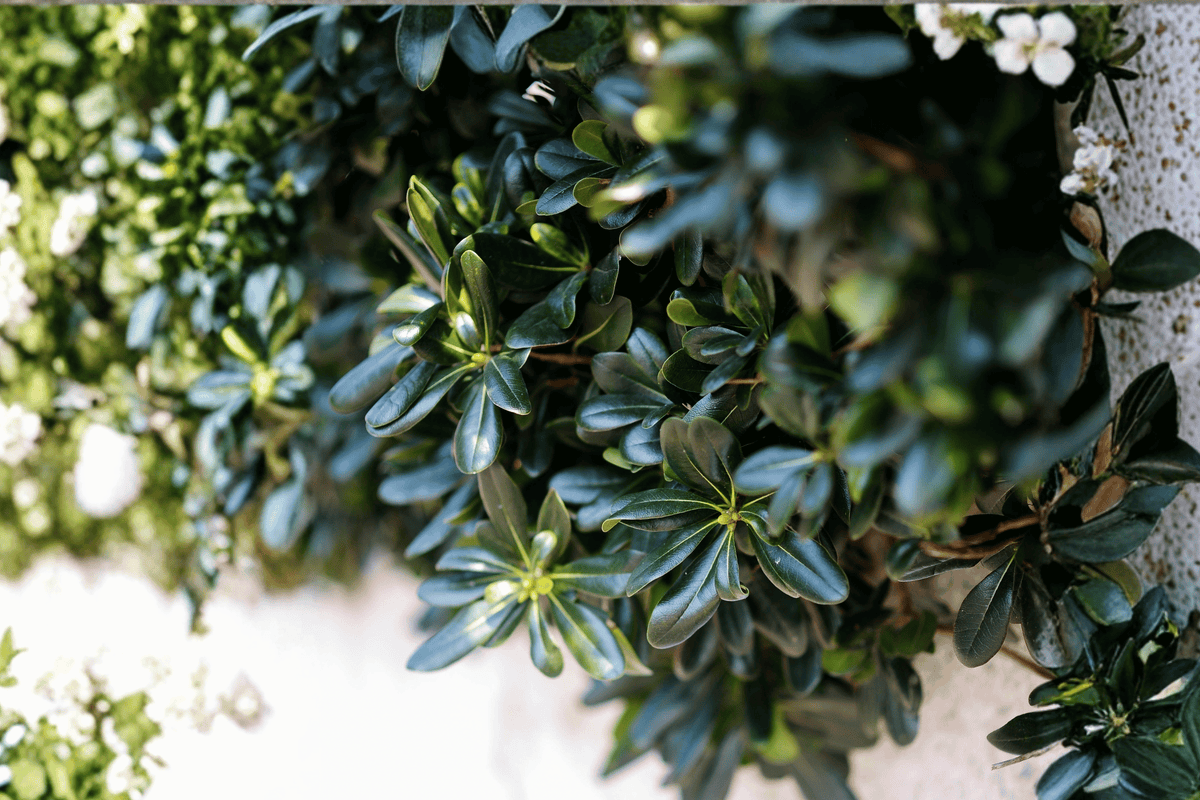 Flat-tery Boxwood 12 Inch Live Plant – Buxus × ‘Flat-tery’ – 3 Gallon Pot