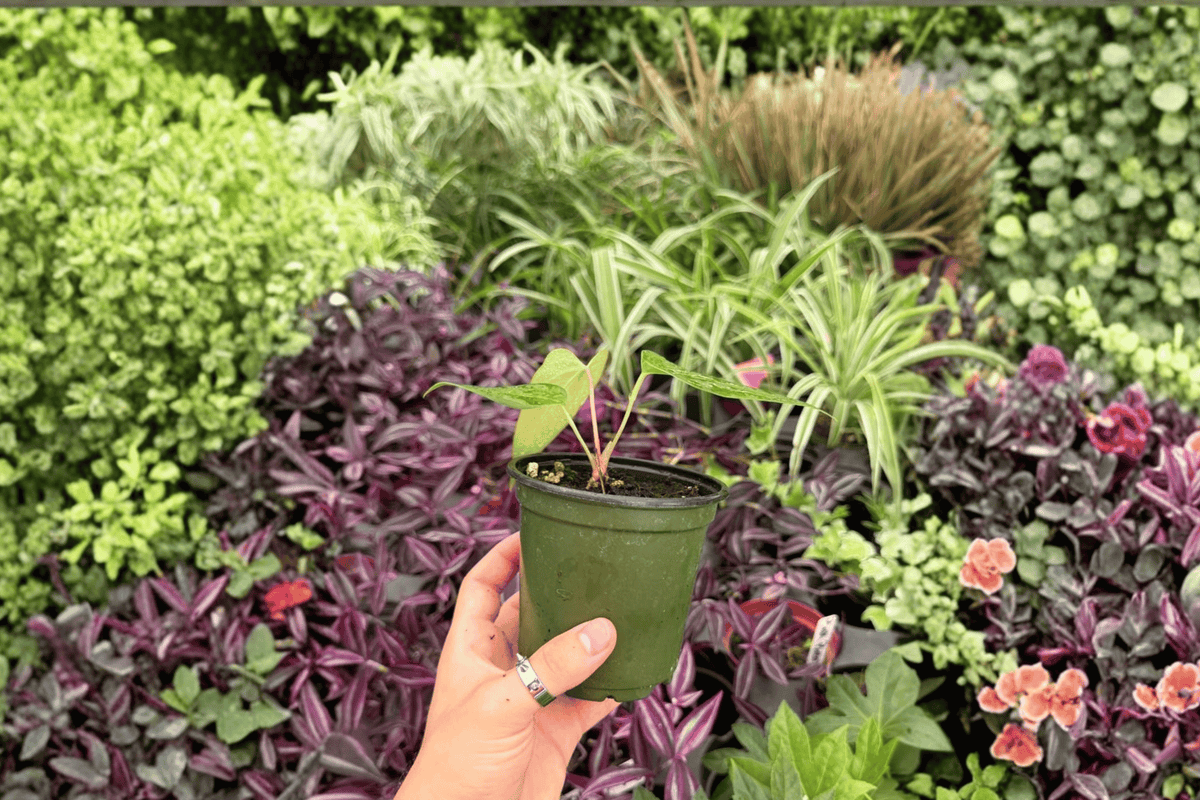 2 Exact Anthurium subsignatum × regale Hybrid Live Plants in 4-Inch Pots