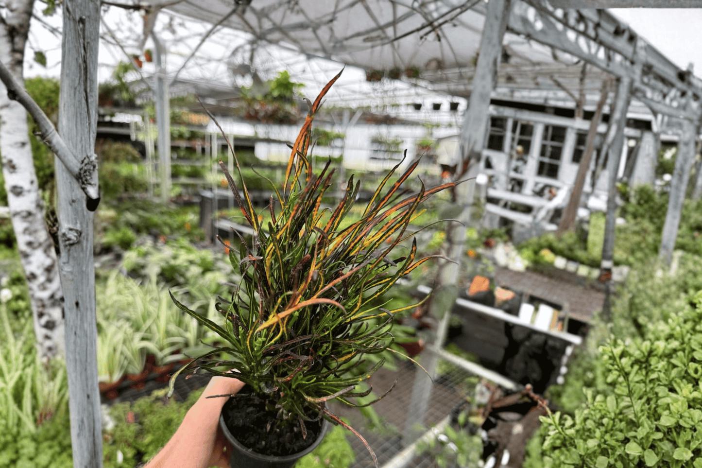 Picasso's Paintbrush Croton Live Plant – 2 Plants Bare Root – Codiaeum variegatum 'Picasso's Paintbrush' – Originally Grown in 4" Pot