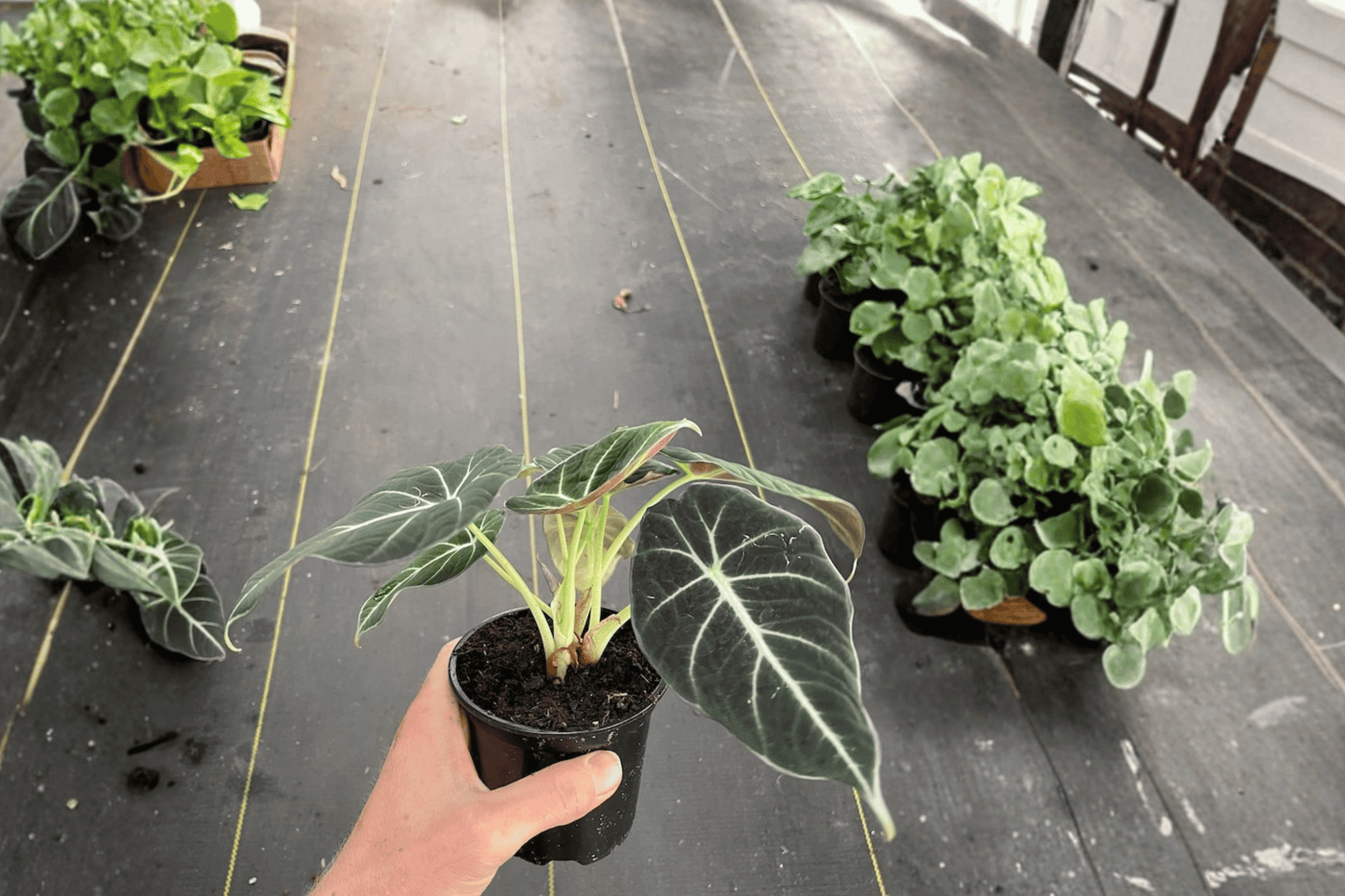 2 Alocasia Black Velvet Live Plants in 4-Inch Pots – Alocasia reginula 'Black Velvet'