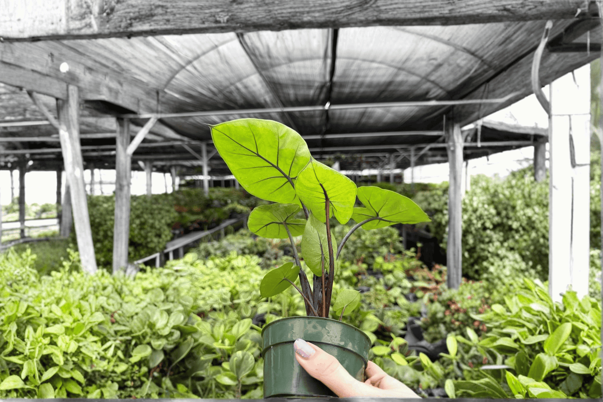 Alocasia Dark Star – 2 Exact Live Plants, 4-Inch Size – Alocasia ‘Dark Star’