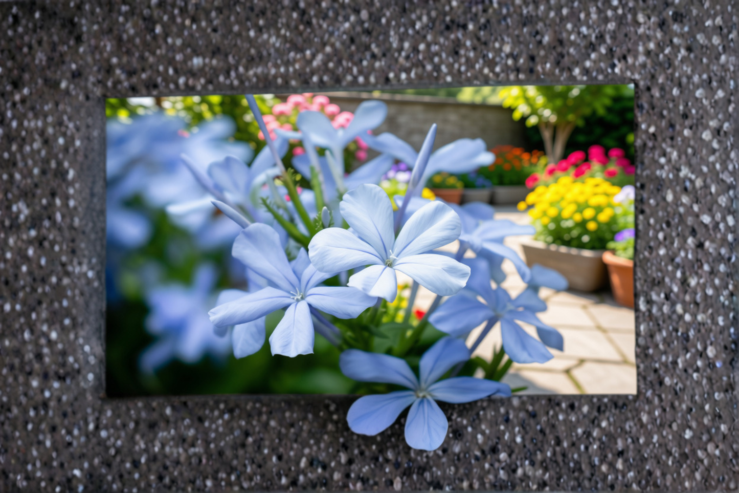 2 Live Imperial Blue Plumbago Plants 3–6 Inches Tall – Plumbago auriculata Bare Root