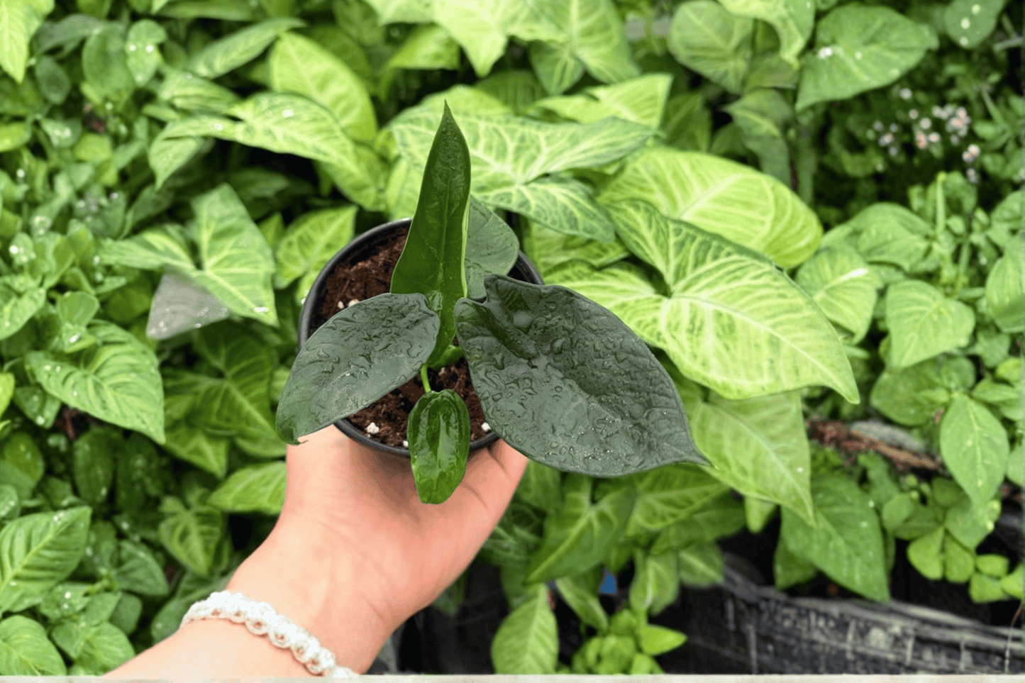 2 Exact Alocasia 'Dragon Wings' (Dragon Scale × Scalprum) Live Plants in 4-Inch Pots