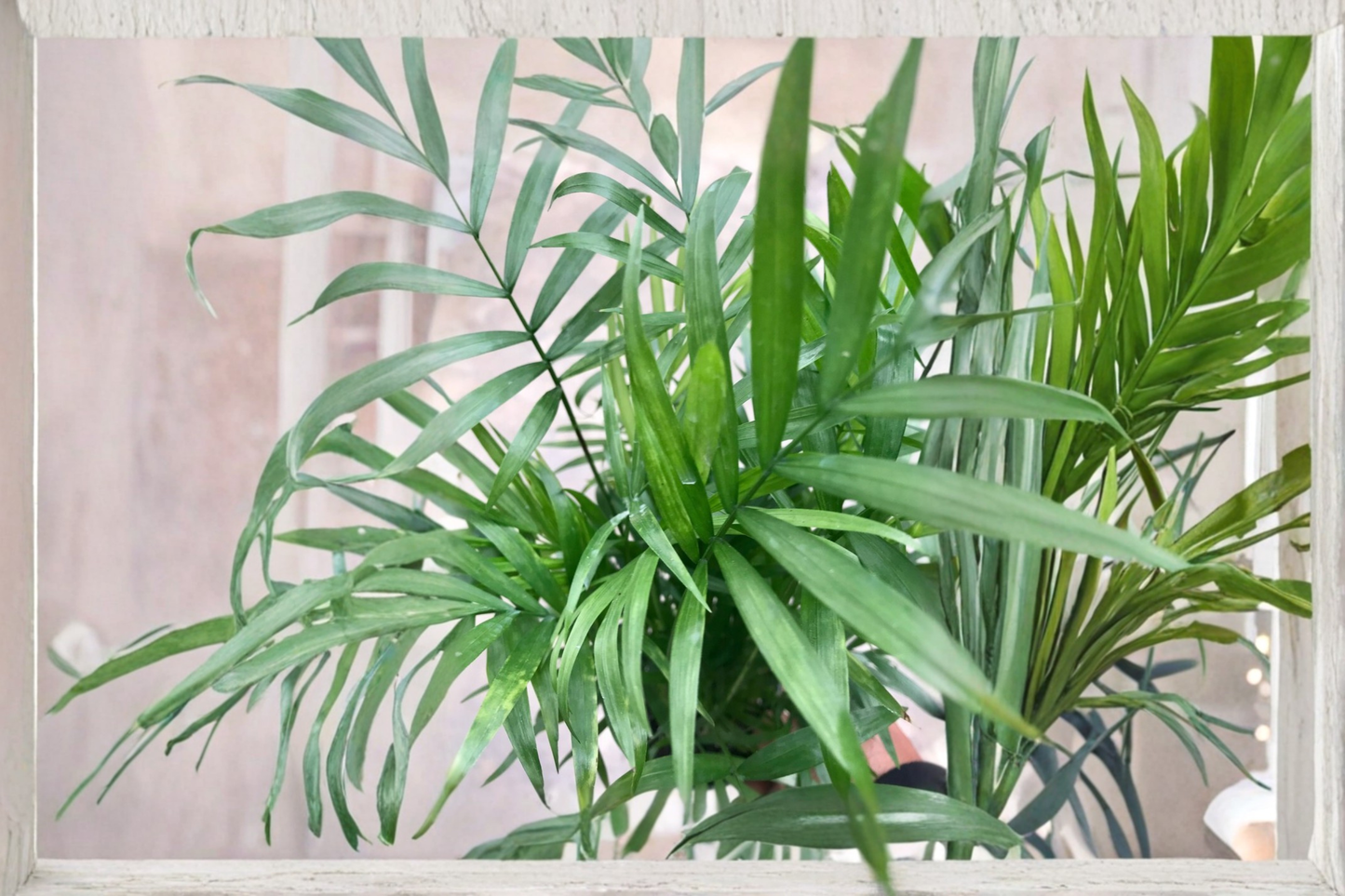 Parlor Palm Live Plant Neanthe Bella Palm Chamaedorea Elegans Tropical Houseplant in 2.5 Inch Pot