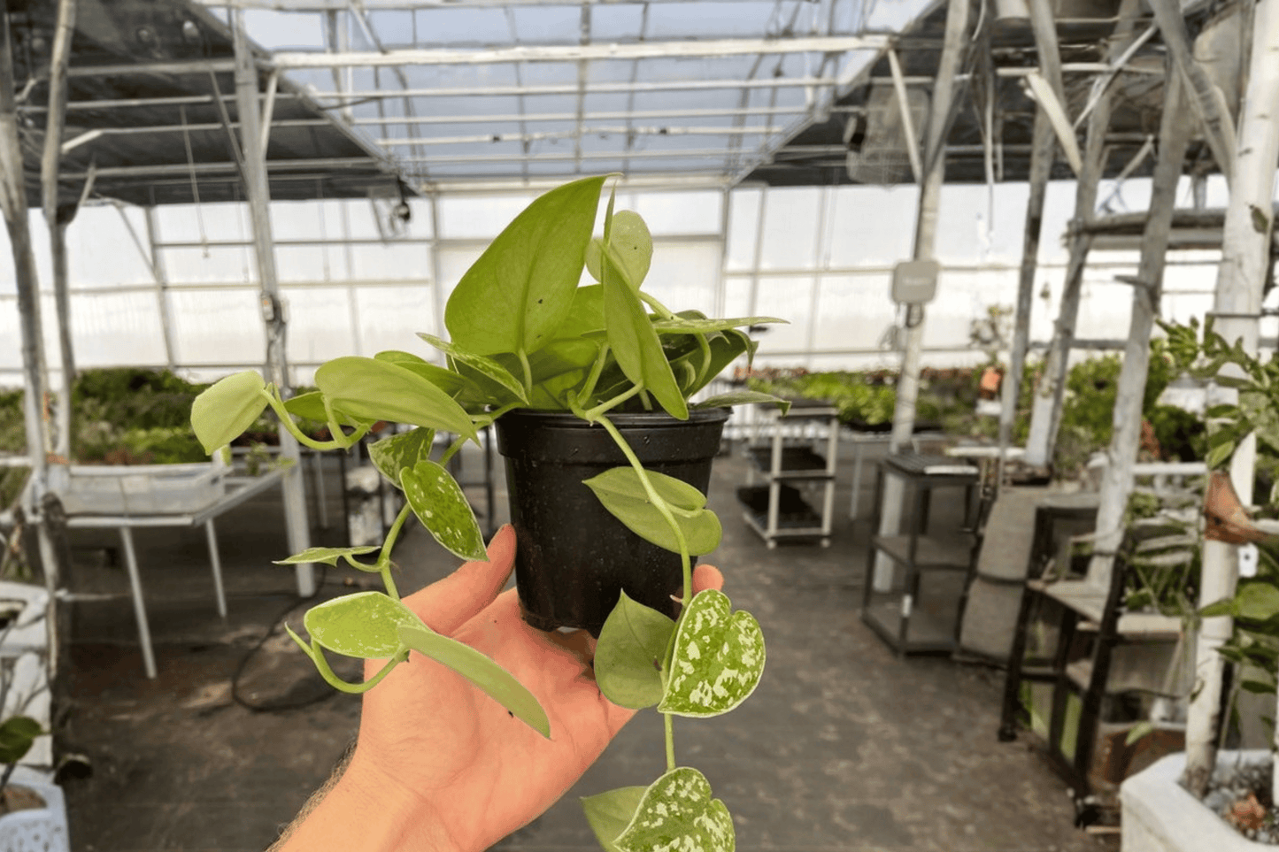 Scindapsus Exotica Live Plant – 4-Inch Pot Size – Scindapsus pictus ‘Exotica’