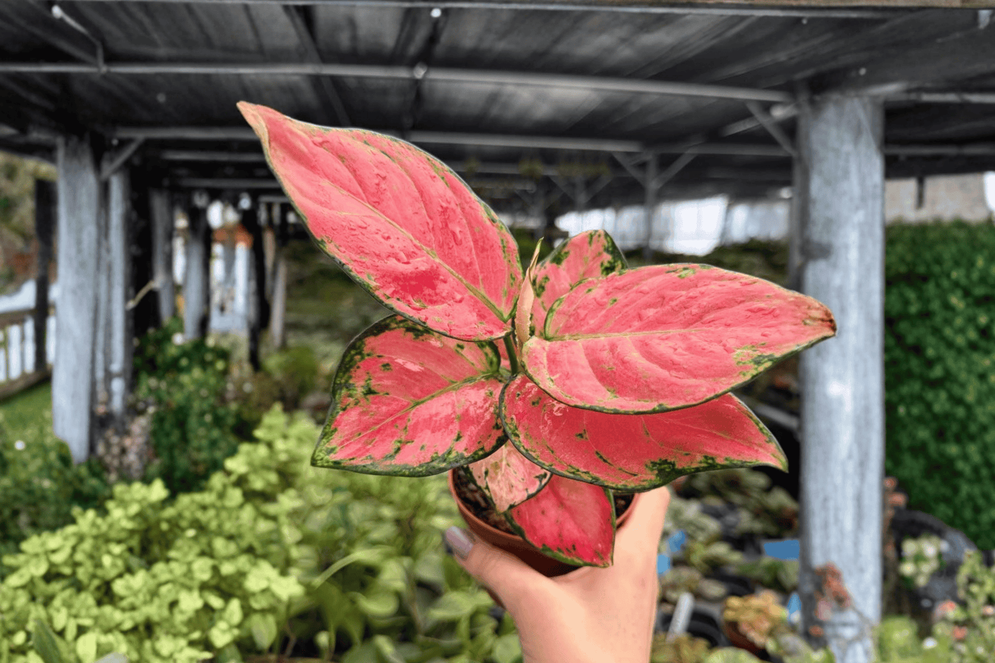 Aglaonema Super Pink 2 Exact Live Plants – 4-Inch Pots – Aglaonema 'Super Pink'