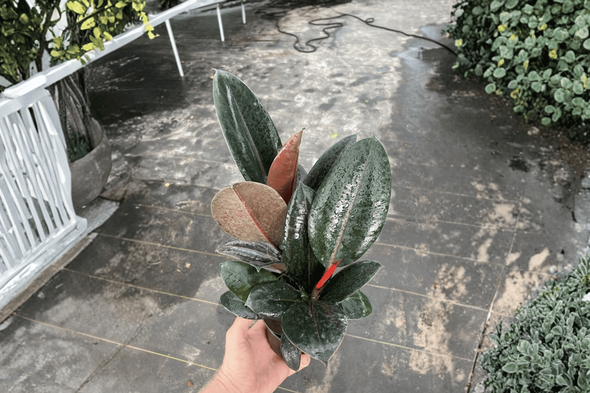 Ficus Burgundy 2 Live Plants in 4” Pots – Ficus elastica ‘Burgundy’