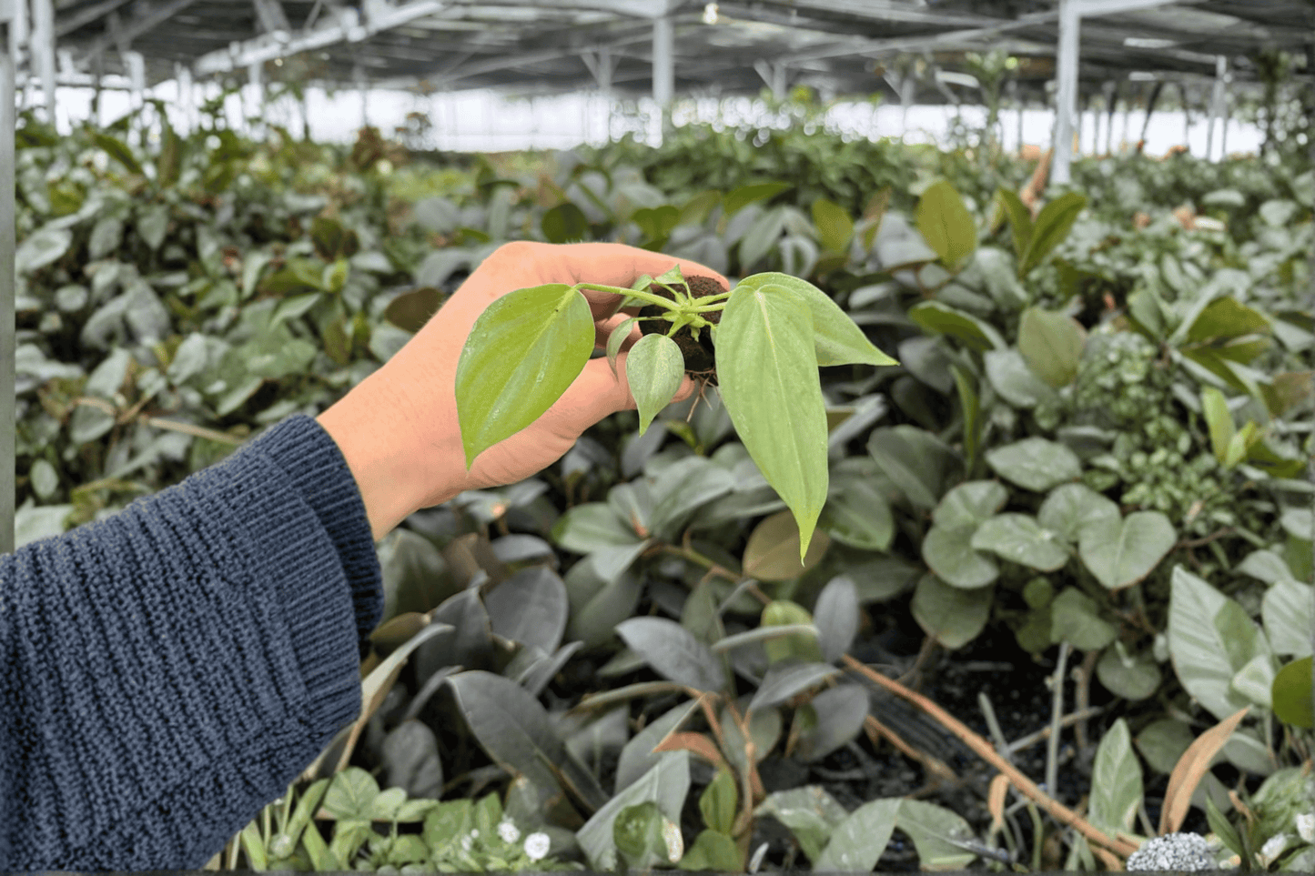 Philodendron Dean McDowell 2 Exact Live Starter Plants – Plugs