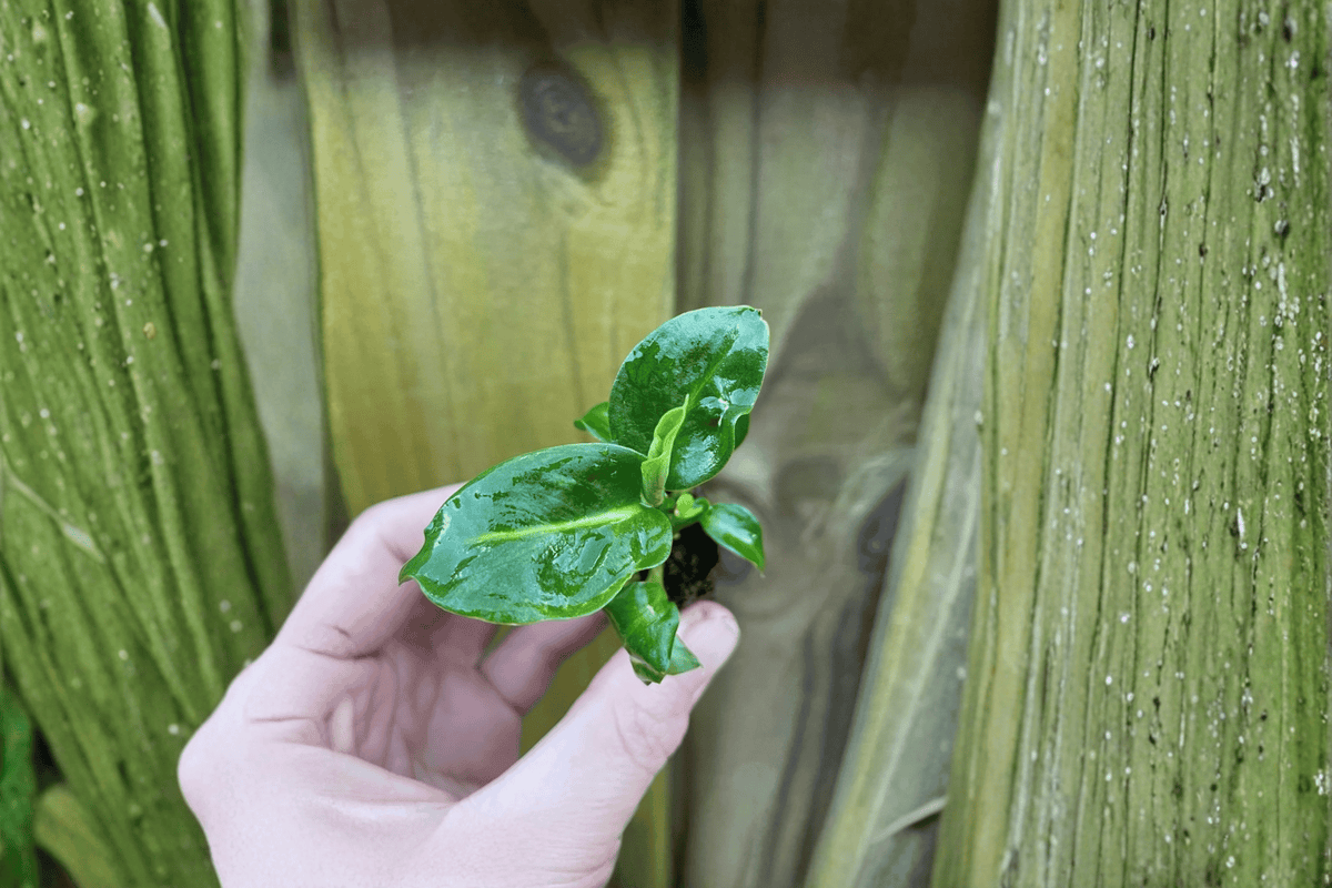 2 Dieffenbachia 'Green Magic' Starter Plants – Bare Root Live Dumb Cane Plants