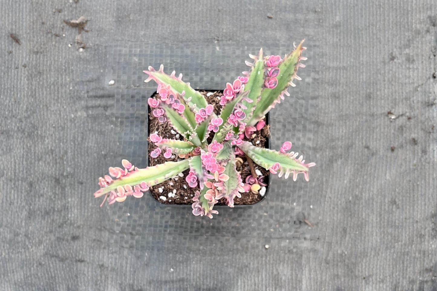 Kalanchoe Pink Butterflies Live Succulent Plant Pink Butterfly Houseplant in 2 Inch Pot Indoor Outdoor Decor Gift