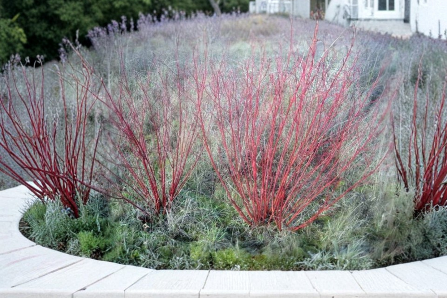 Bailey Red Twig Dogwood Live Starter Plant 12+ Inches – Cornus sericea 'Baileyi'