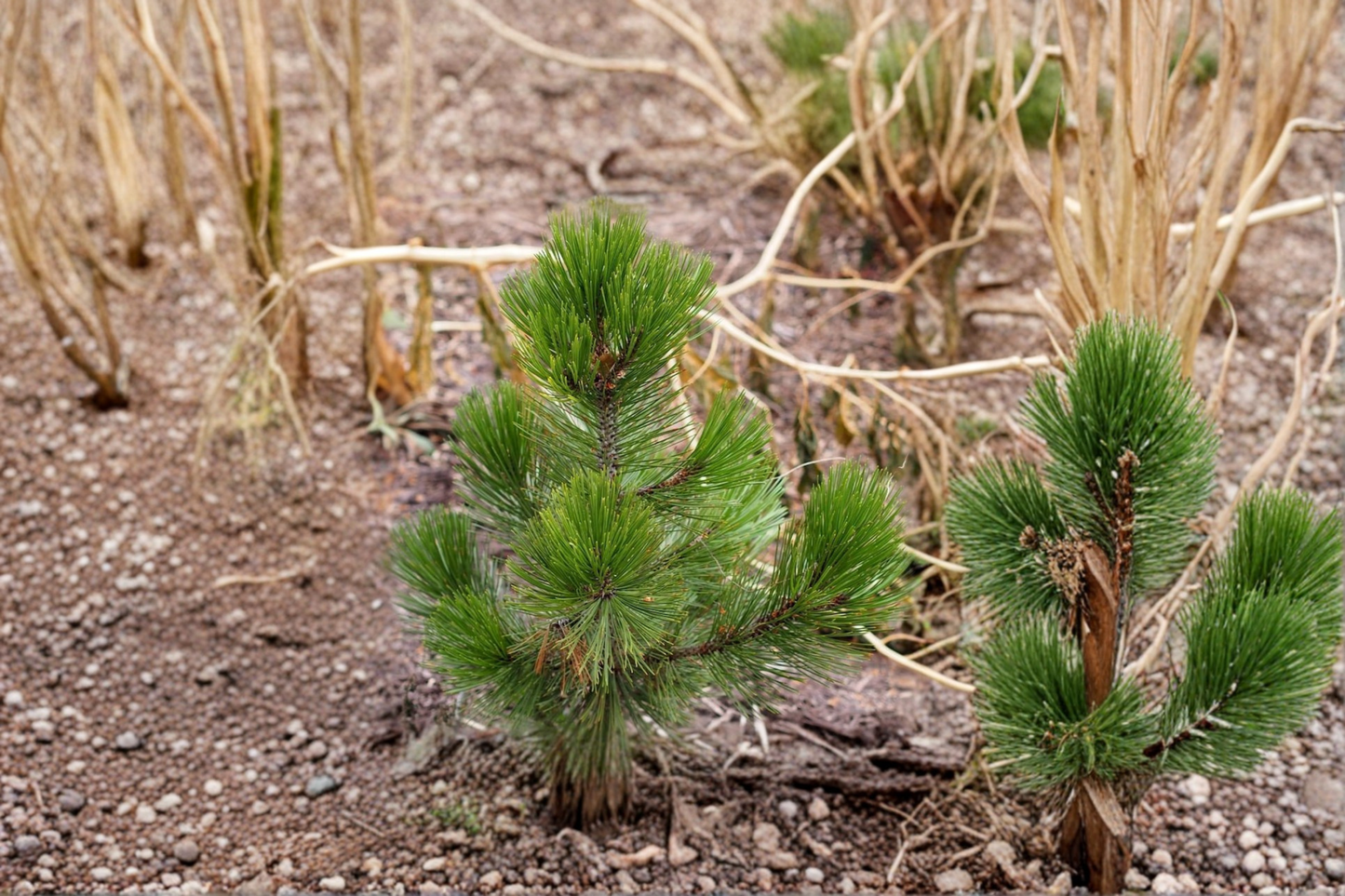 Bosnian Pine Live Plant 1 Gallon Pot 8 Inch Tall – Compact Gem Dwarf Evergreen Tree Garden Landscape Plant