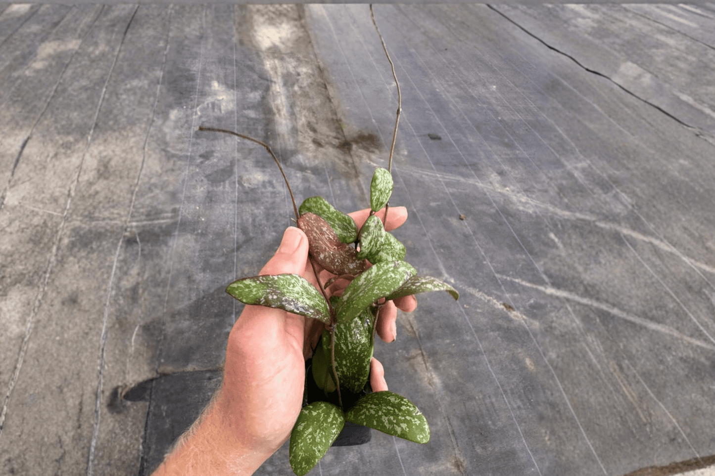 2 Hoya sigillatis 'Splash' Starter Plants – Hoya sigillatis 'Splash'