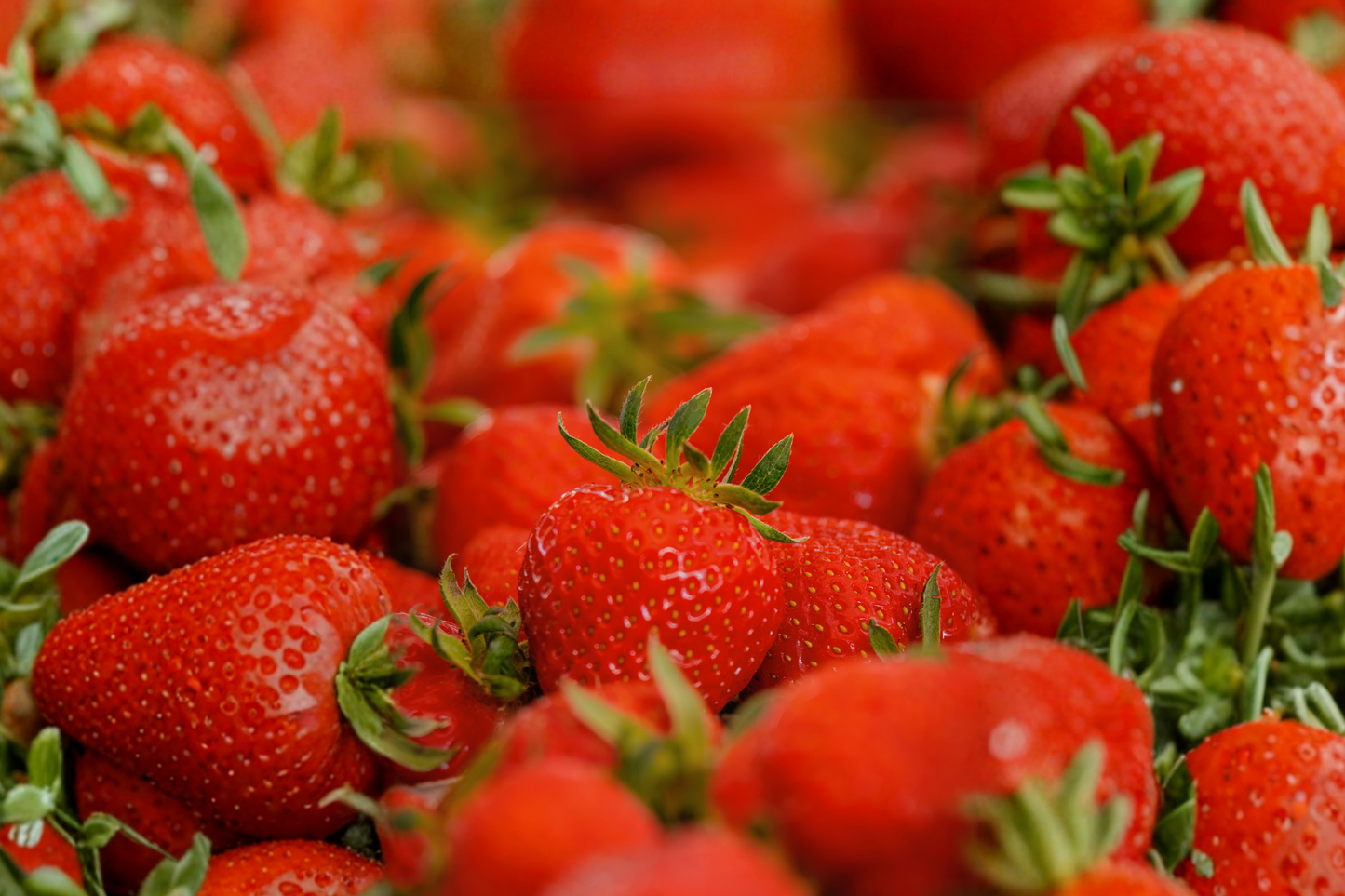 Ever Sweet Strawberry Live Plant in 4-Inch Pot – Fragaria × ananassa