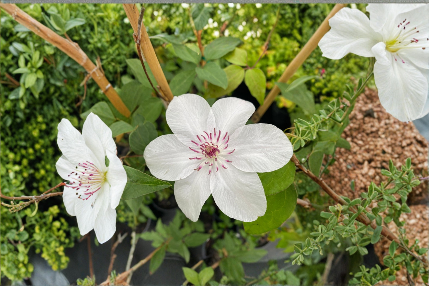 Clematis ‘Miss Bateman’ 1 Gallon Live Vine – White Flowering Climbing Plant for Trellis Garden Outdoor