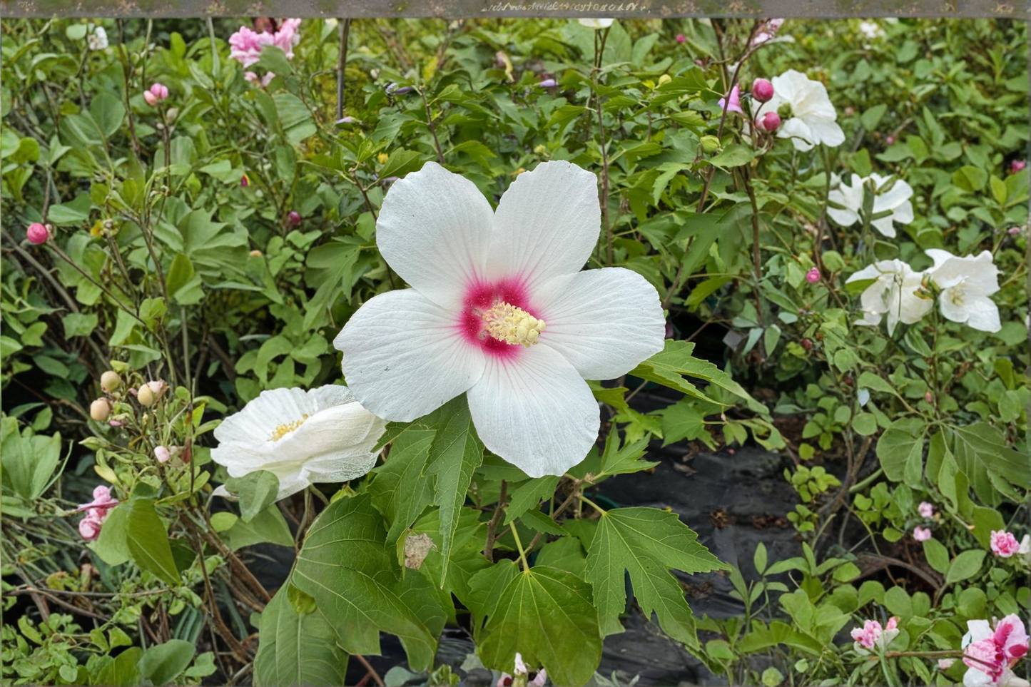 Lohengrin Rose of Sharon Live Plant 2 Gallon Pot Pink Flower Hibiscus Shrub Summer Bloom Garden Landscape Plant