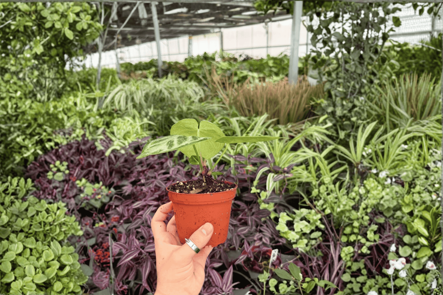 Anthurium Silver x Ferrari 2 Exact Live Plants – 4-Inch Pots – Anthurium Hybrid